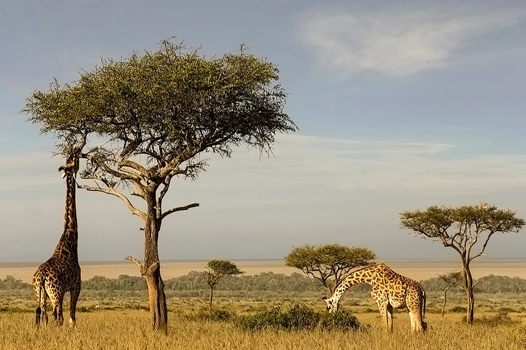Giraffes in Mara