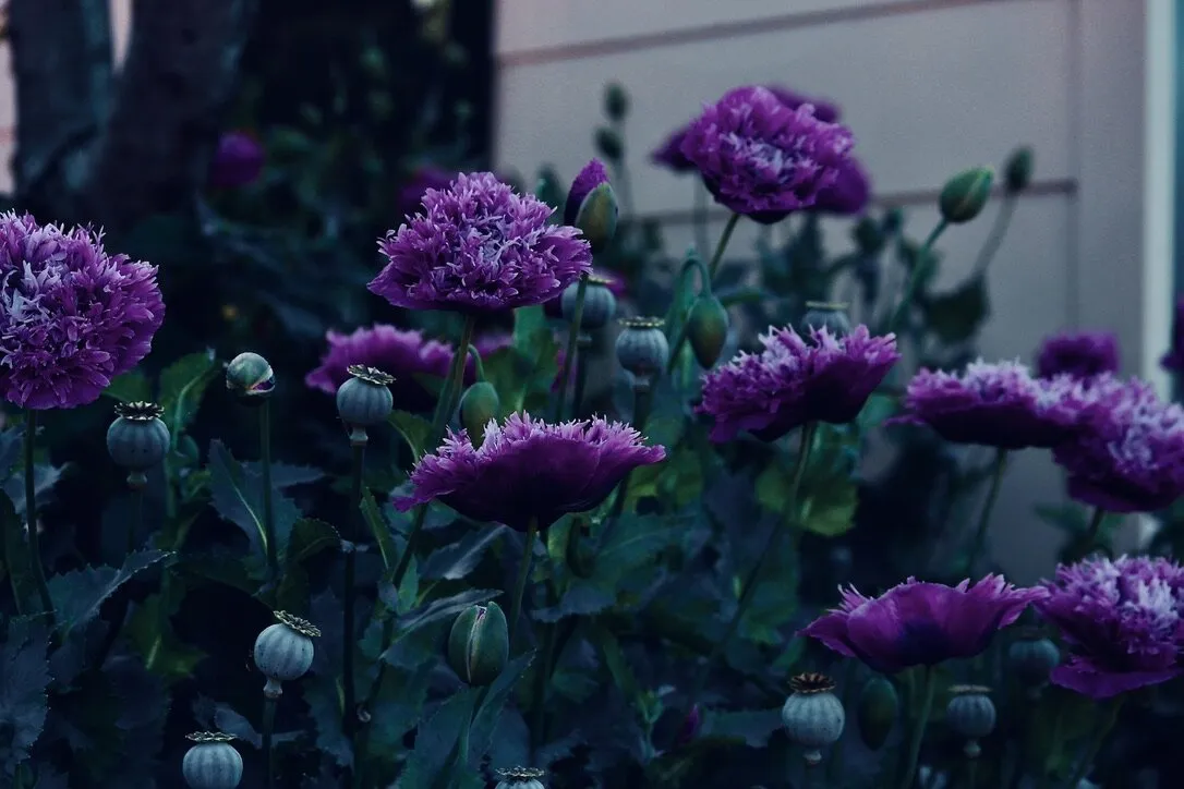 Purple flowers
