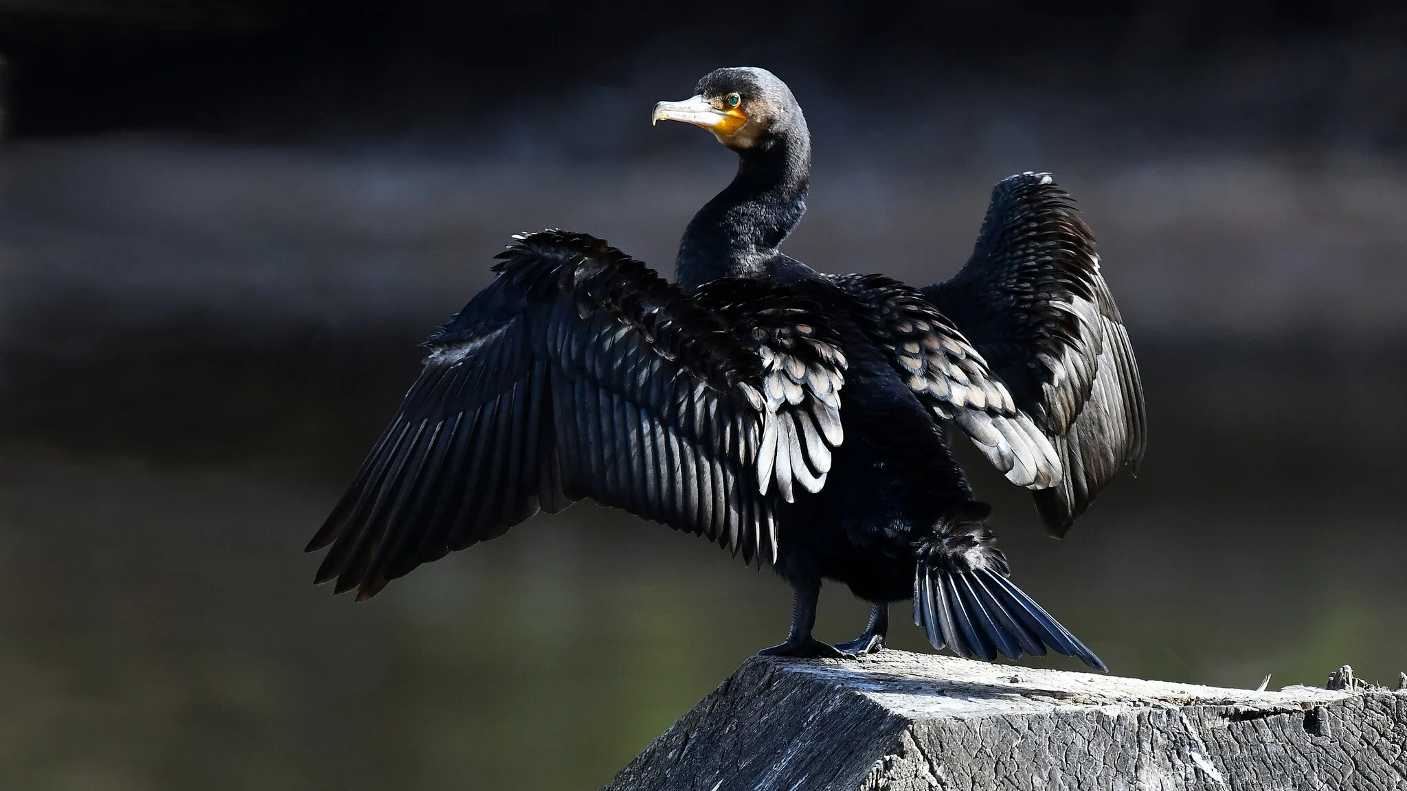 Black Cormorant