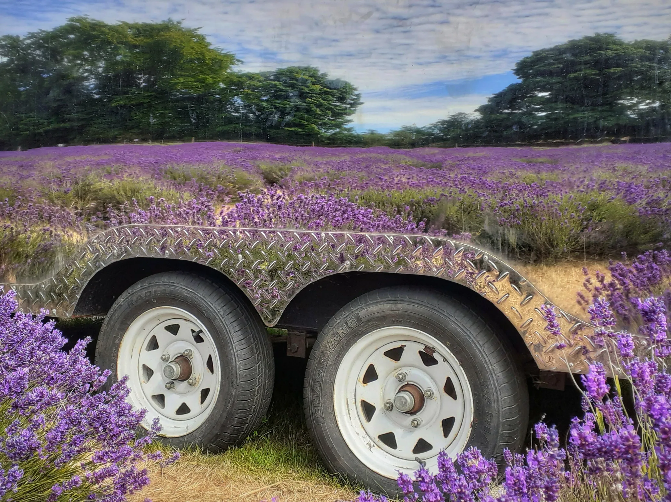Lavender Reflections