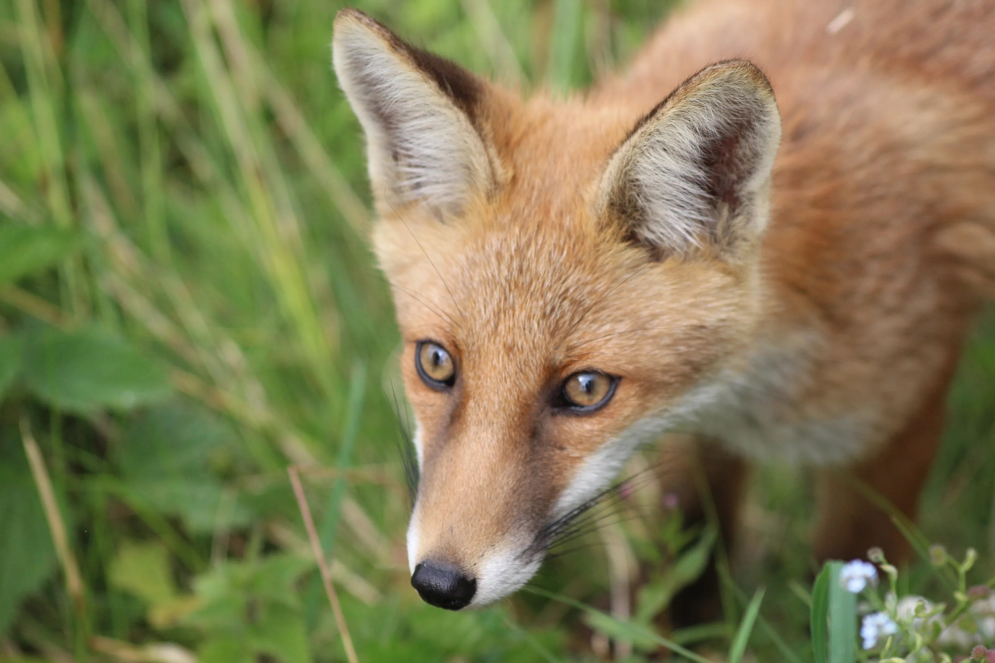 Little fox.