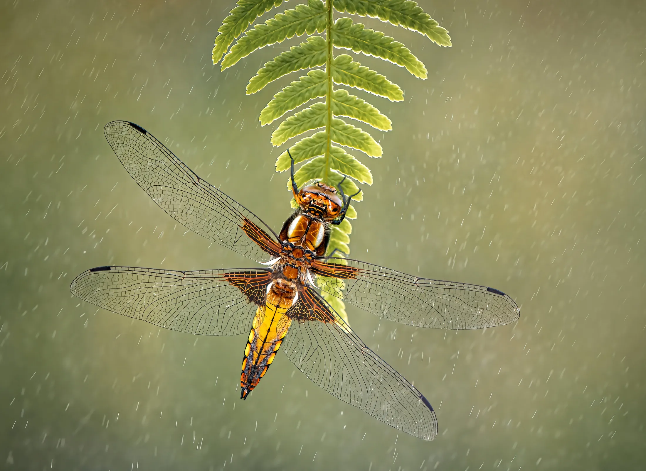 Broad Bodied Chaser