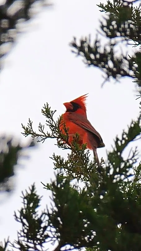 Proud Cardinal