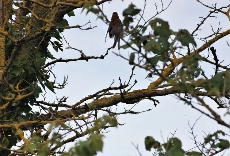Robin taking flight