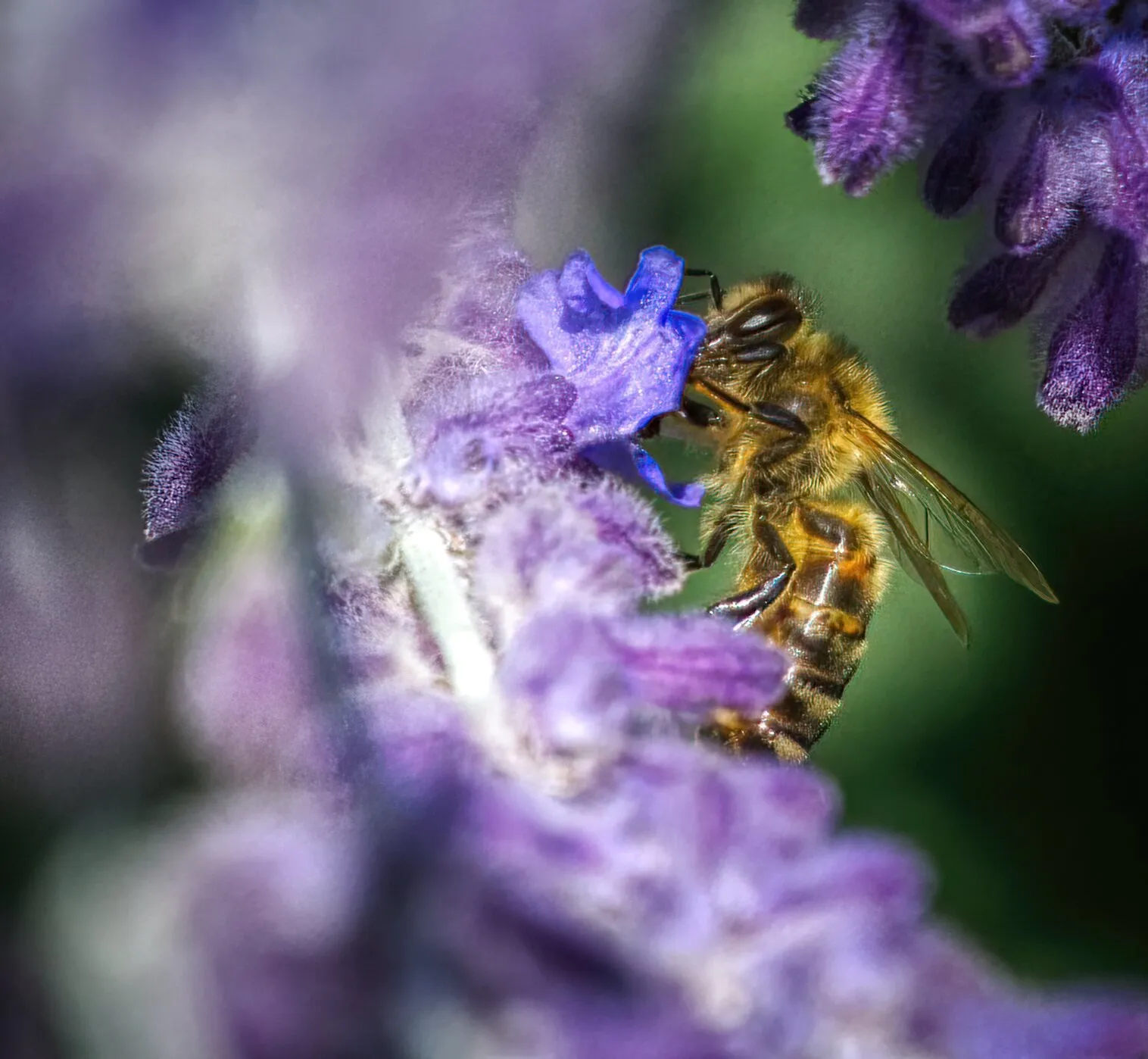 Pollinating bee