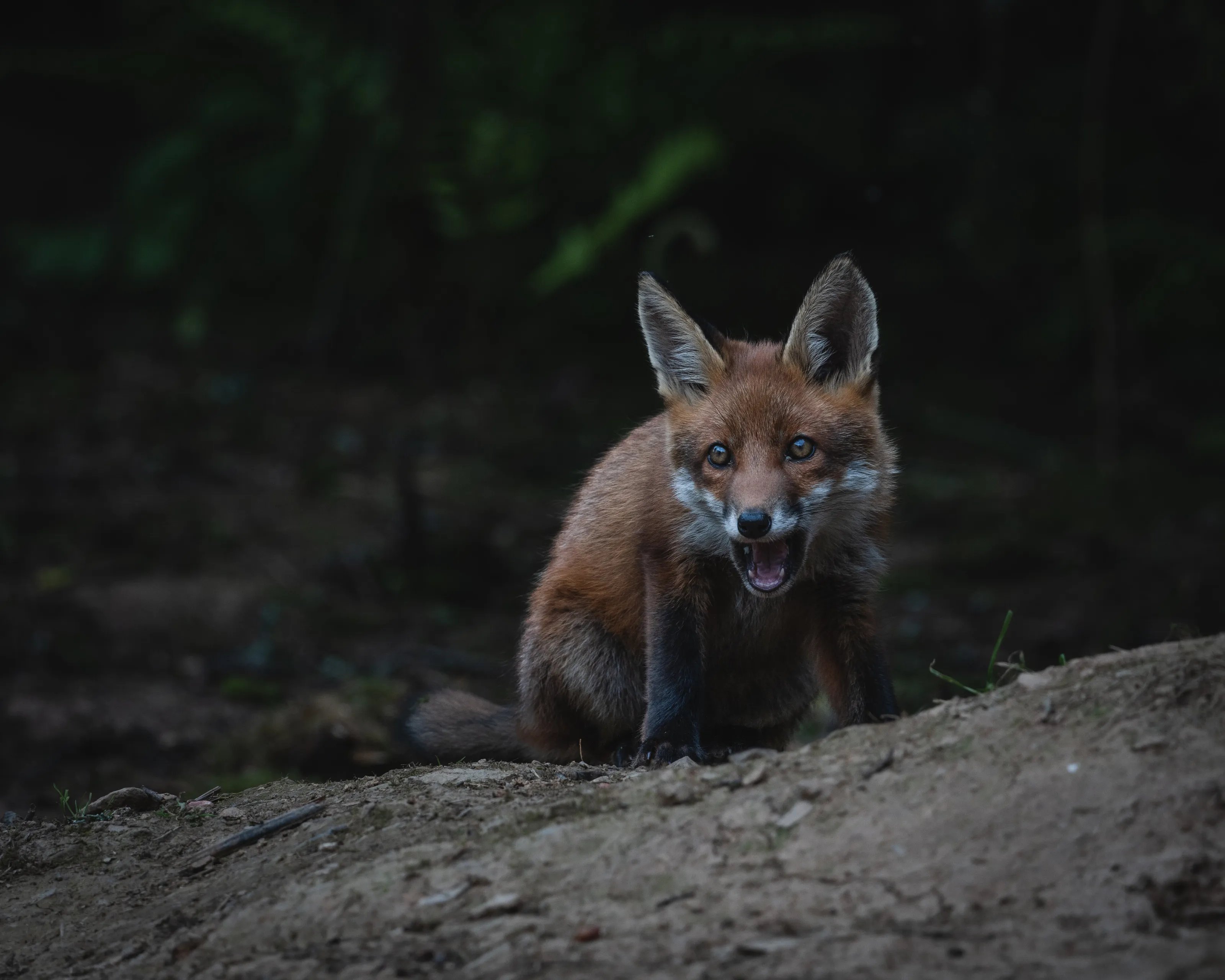 Oh My God - Fox Cub