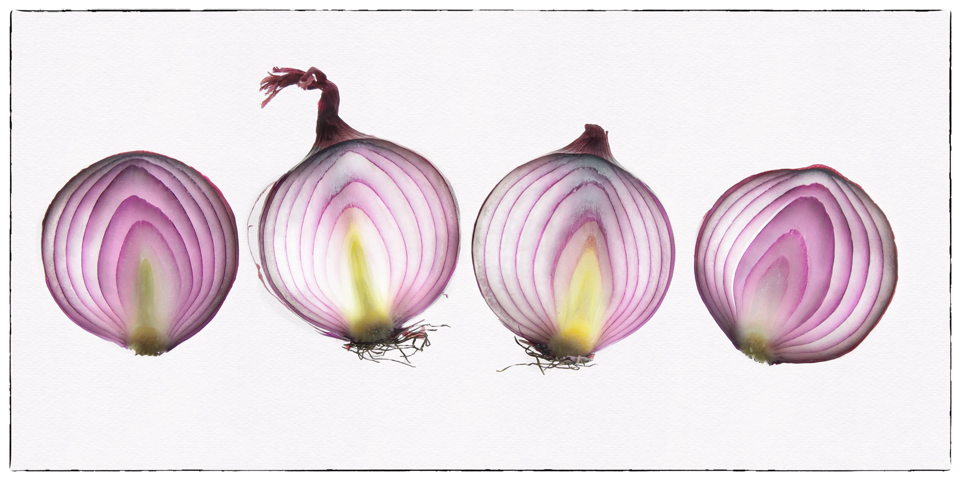 Onion