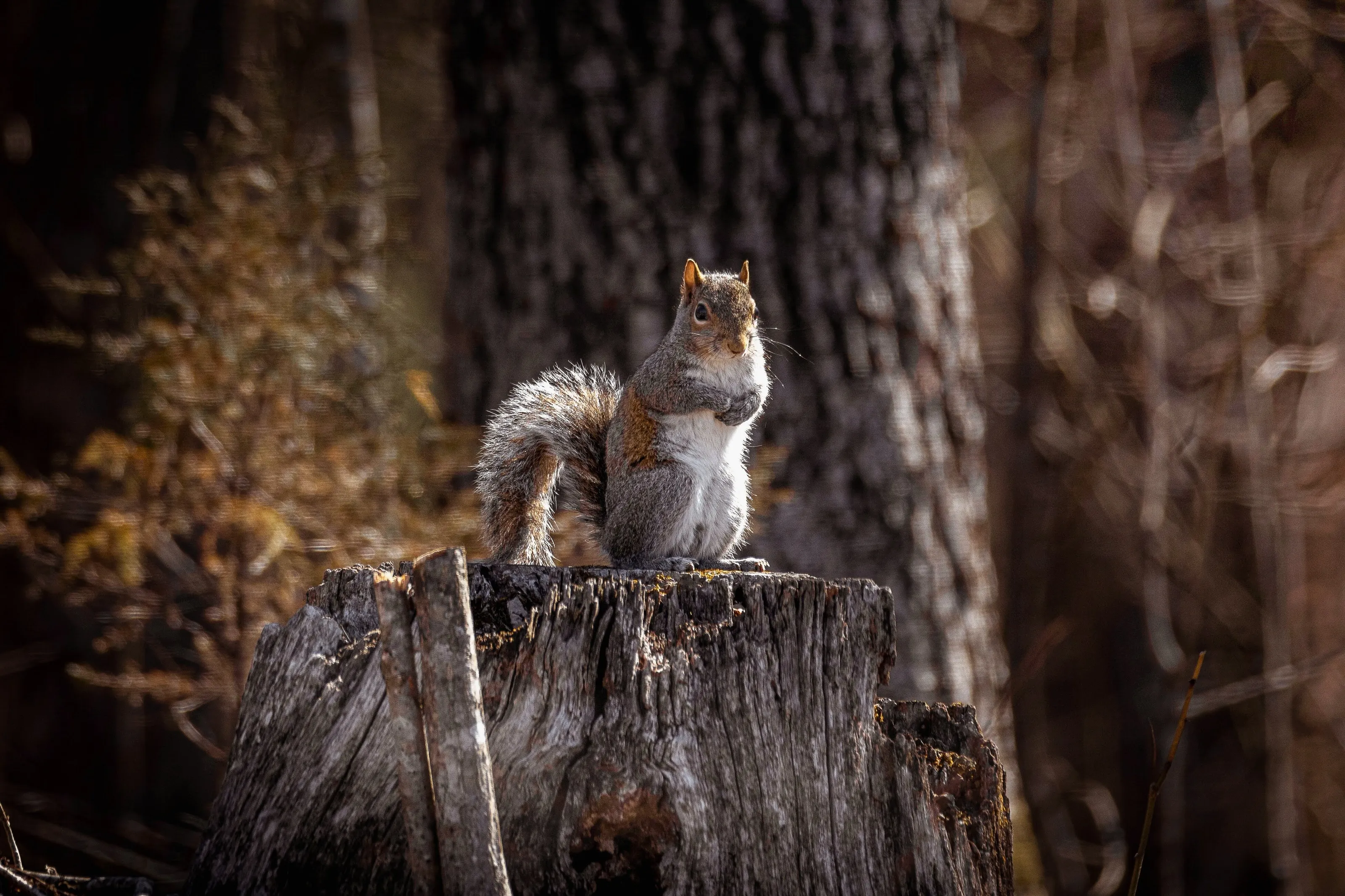 Posing squirrel