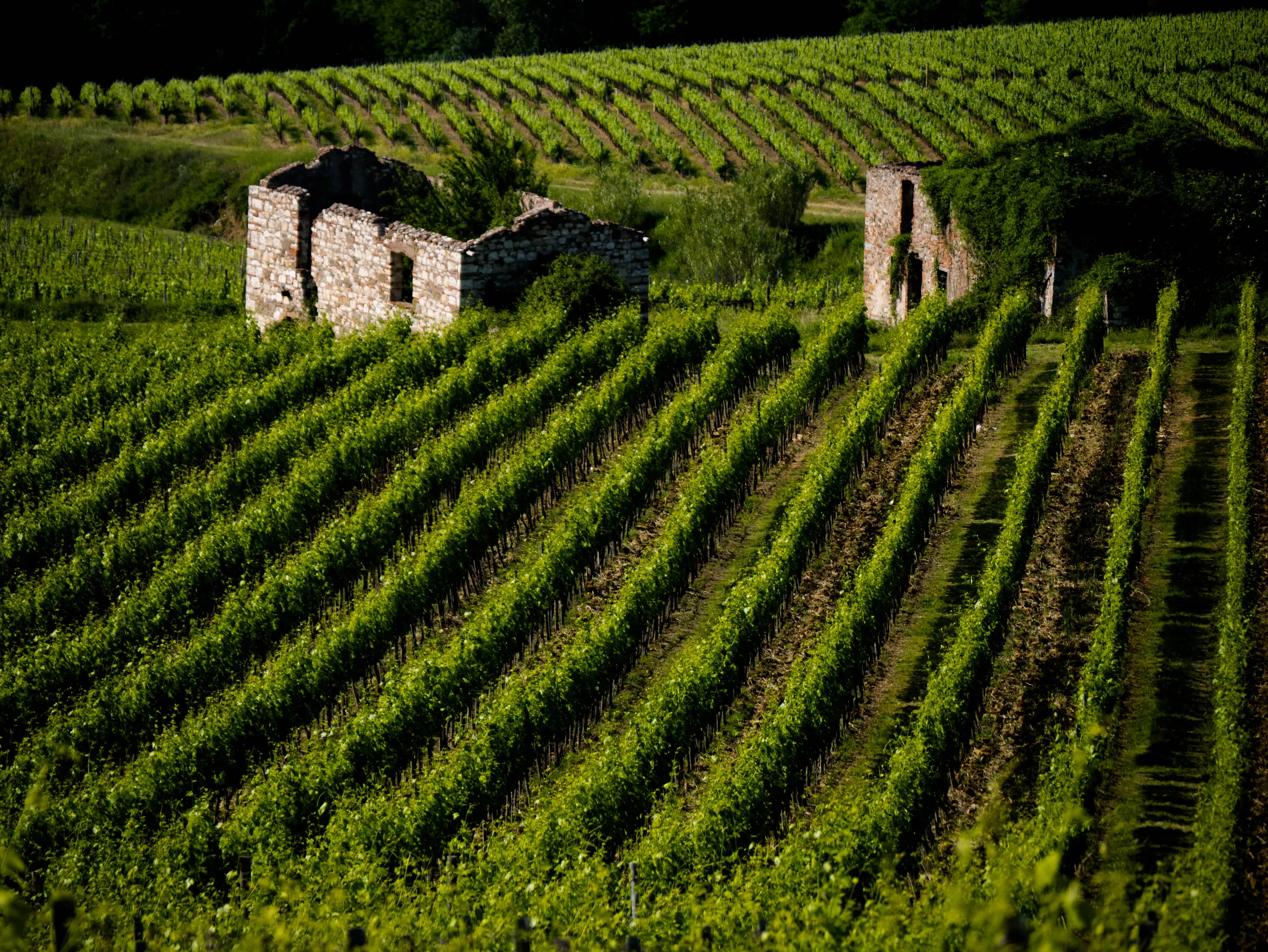 Countryside in Tuscany