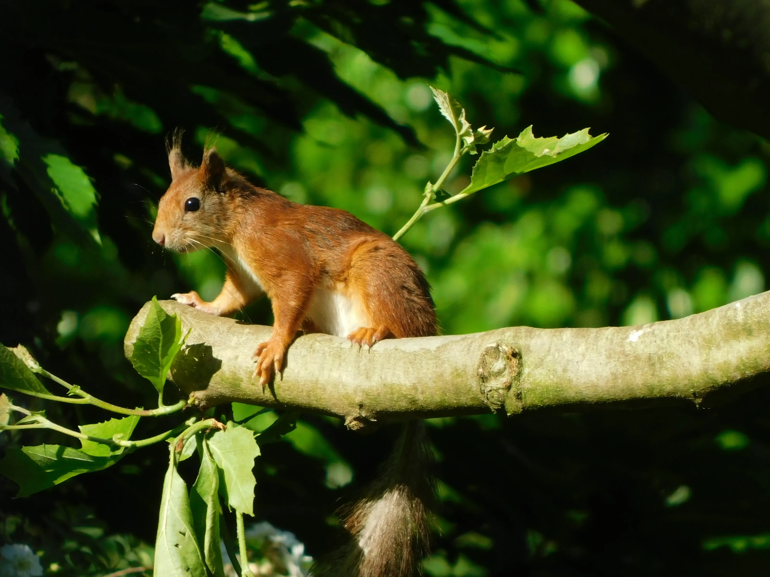 red squirrel