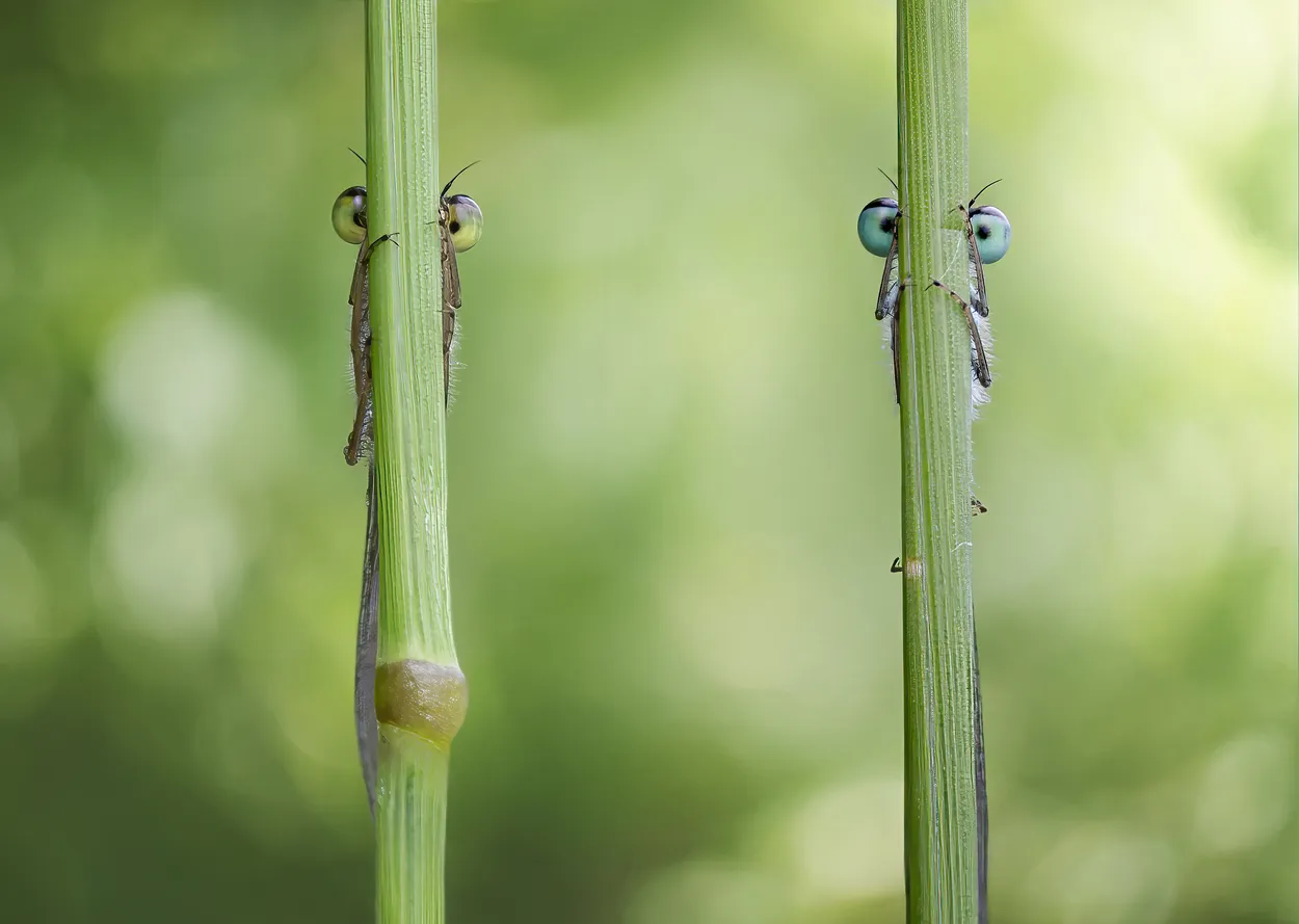 little spies