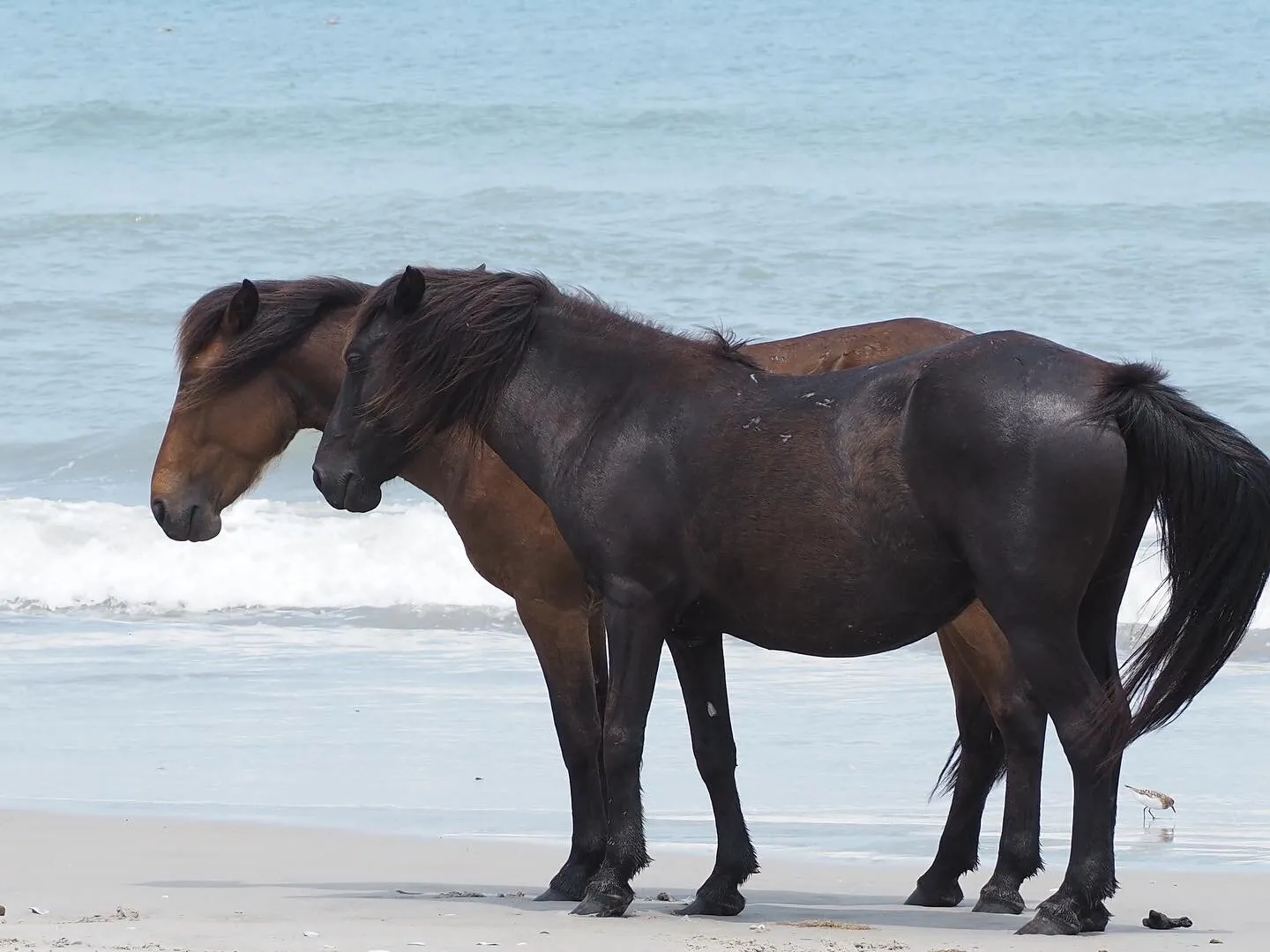 Wild Horse OBX