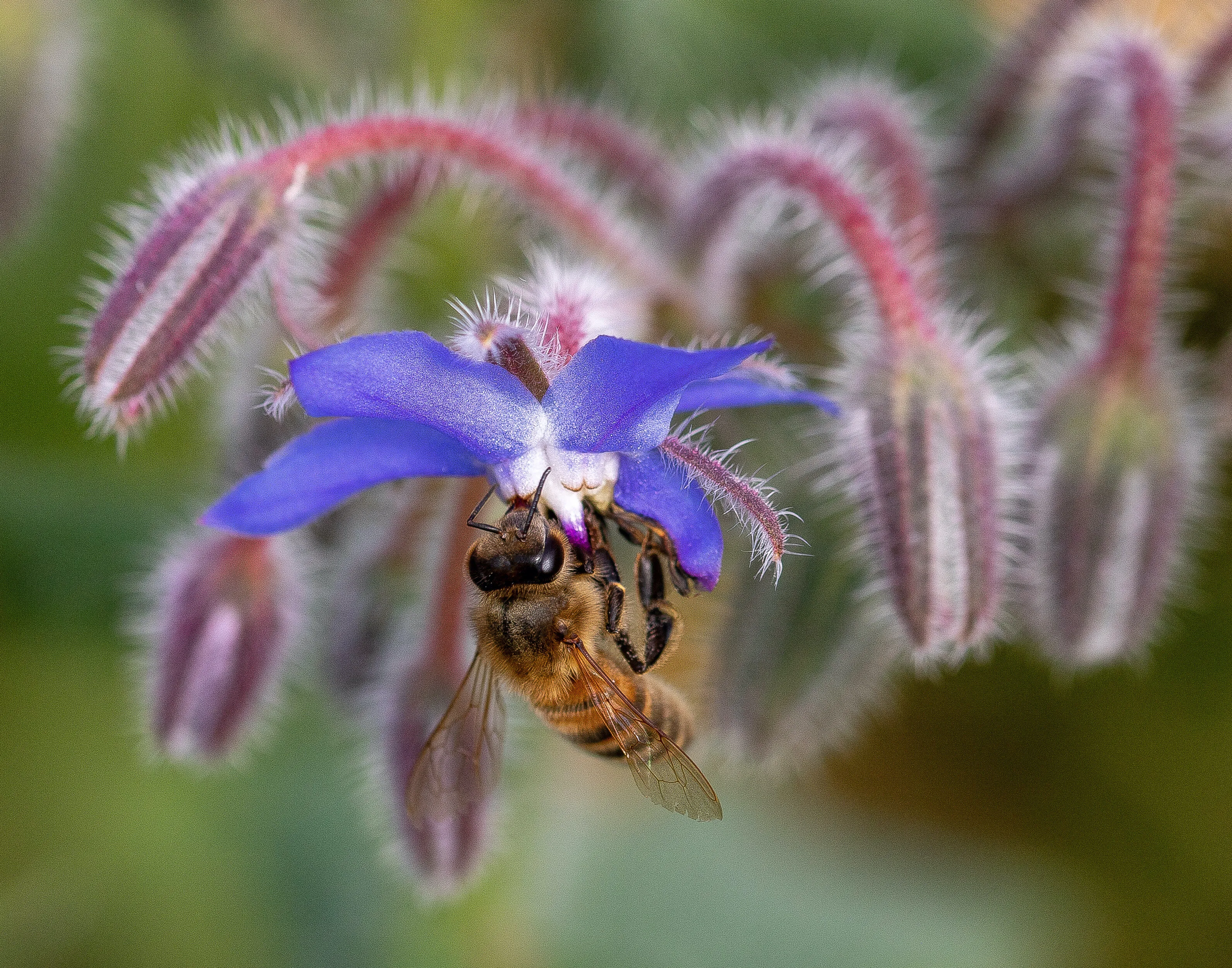 Borage Bee