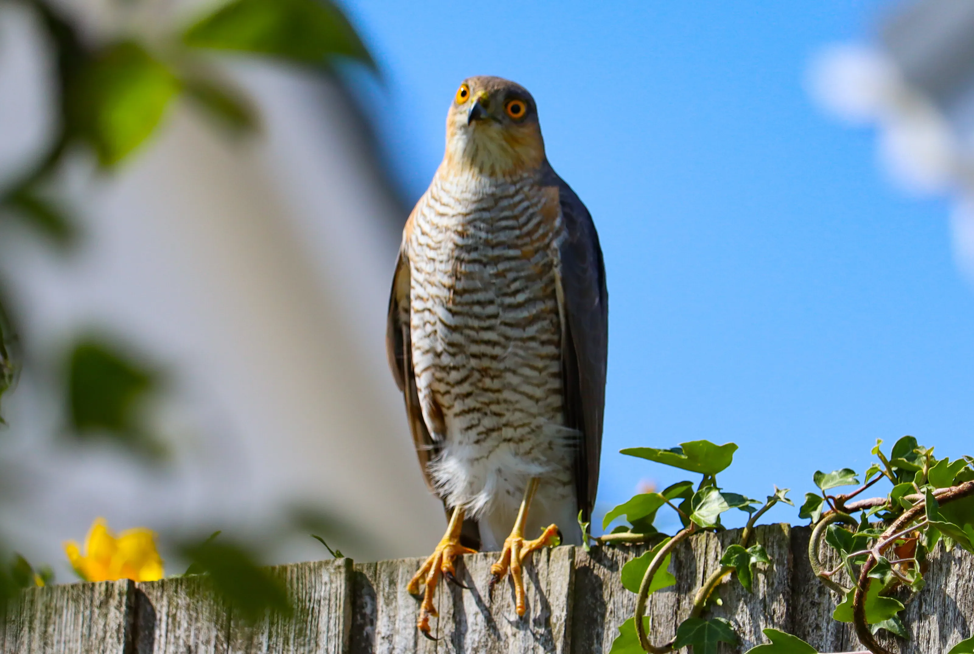 Sparrowhawk