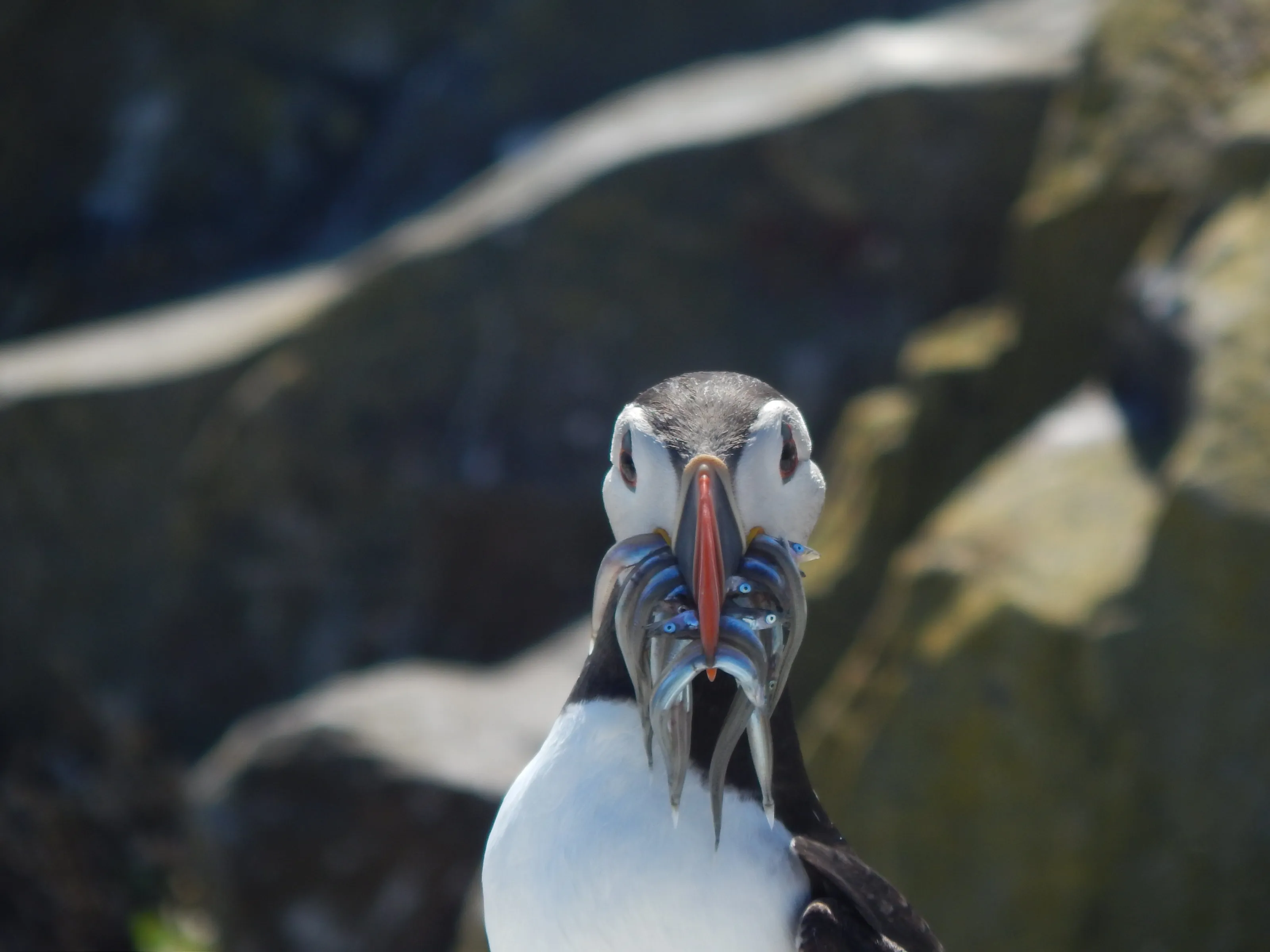 Greedy Puffin