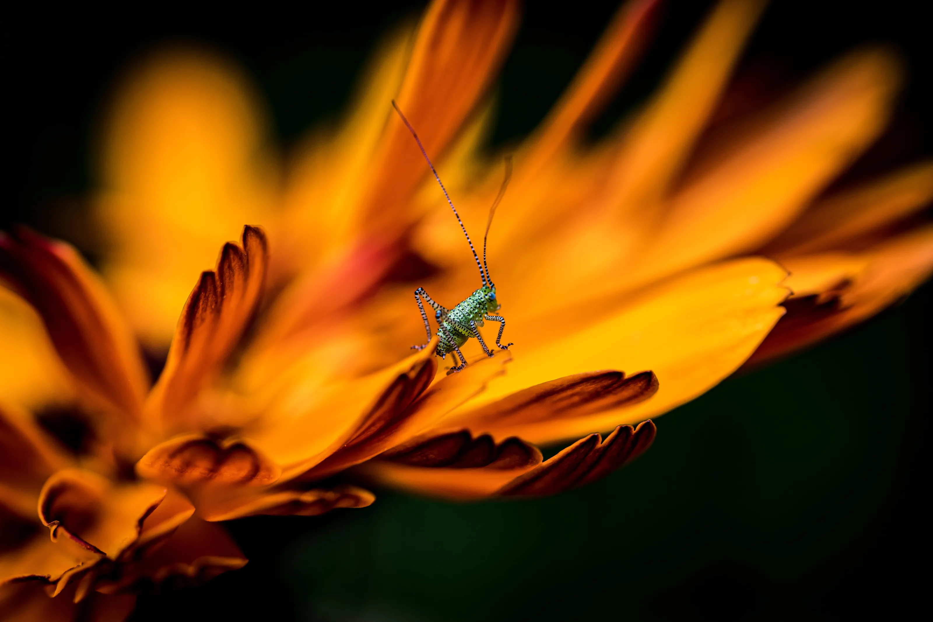 Bush cricket nymph on fire