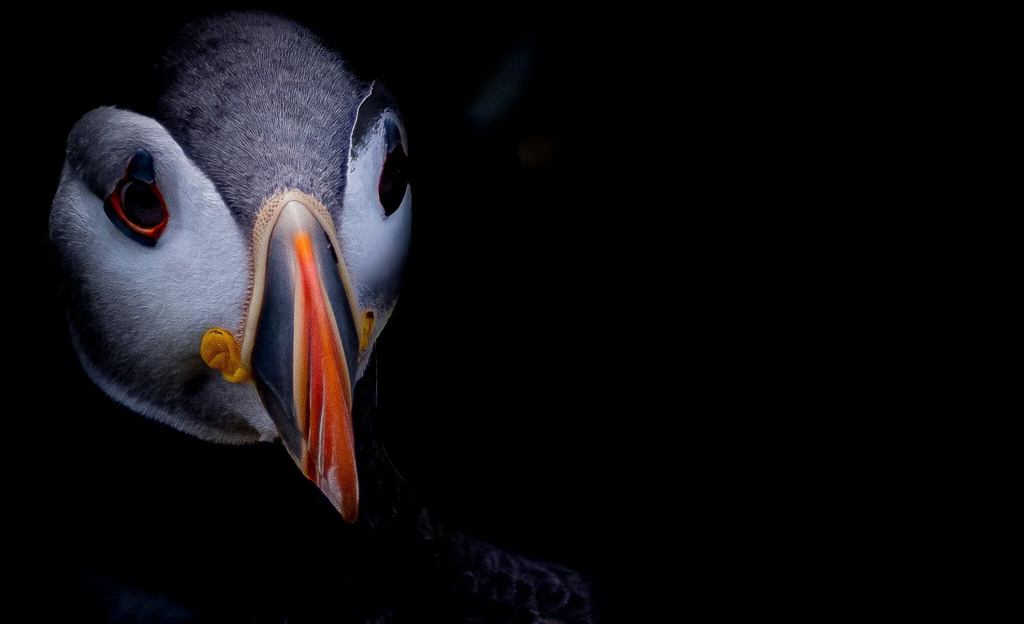 Puffin emerging from the dark