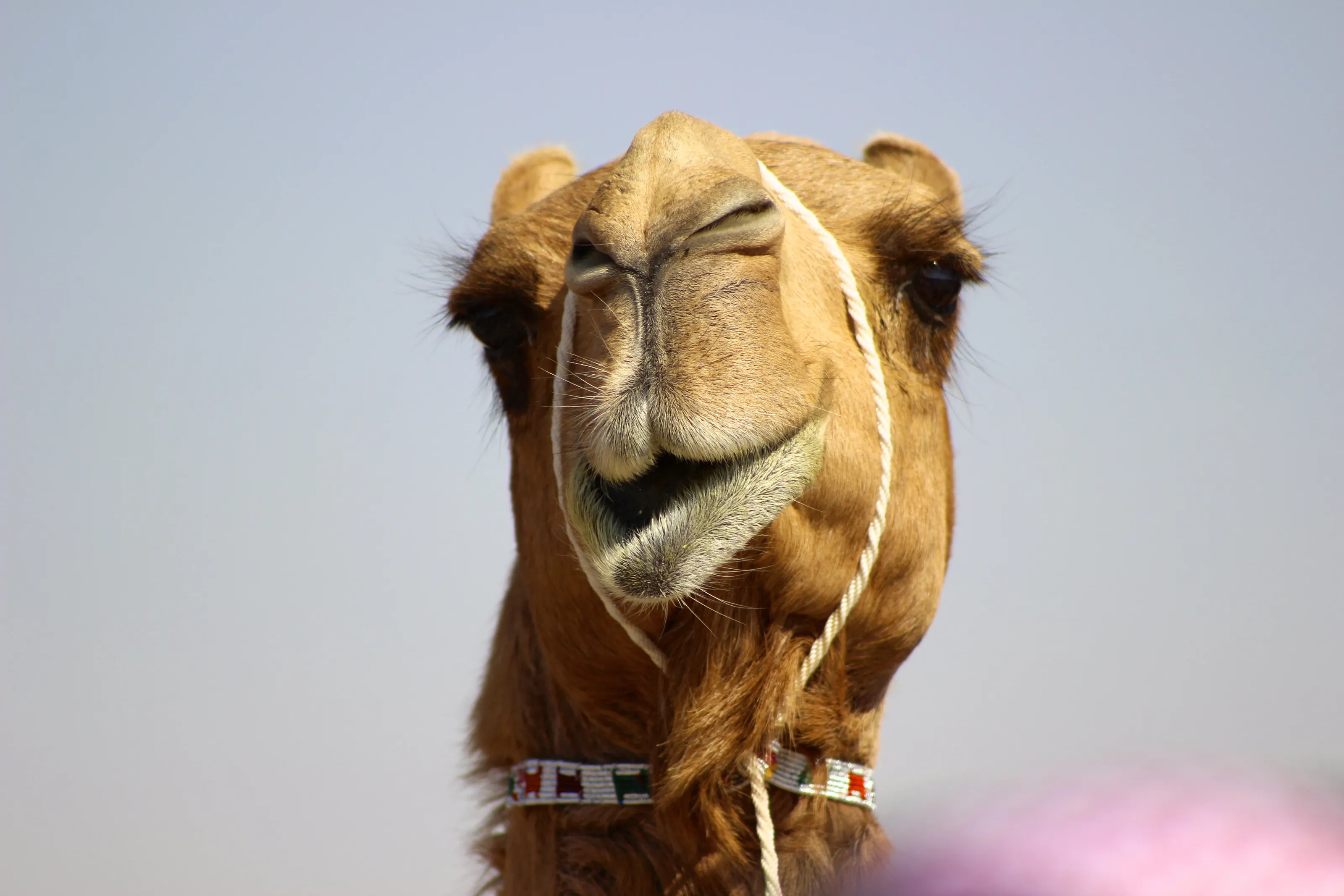 UAE Camel