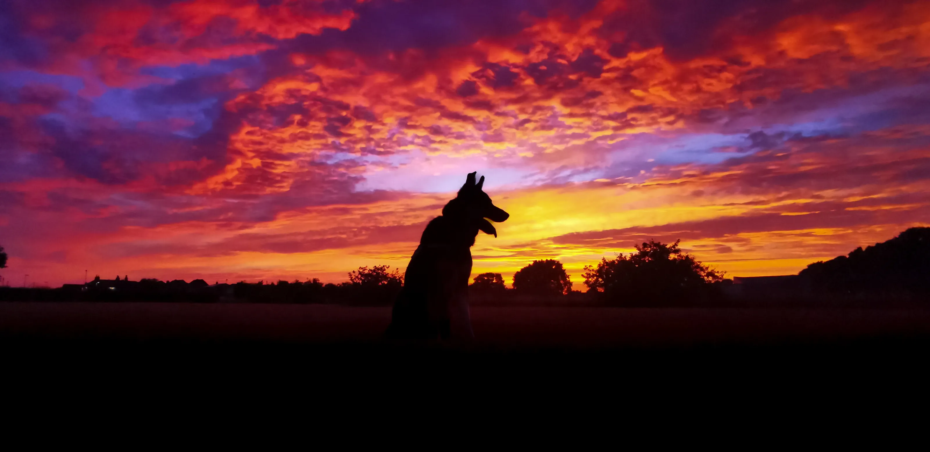 K9 sunset