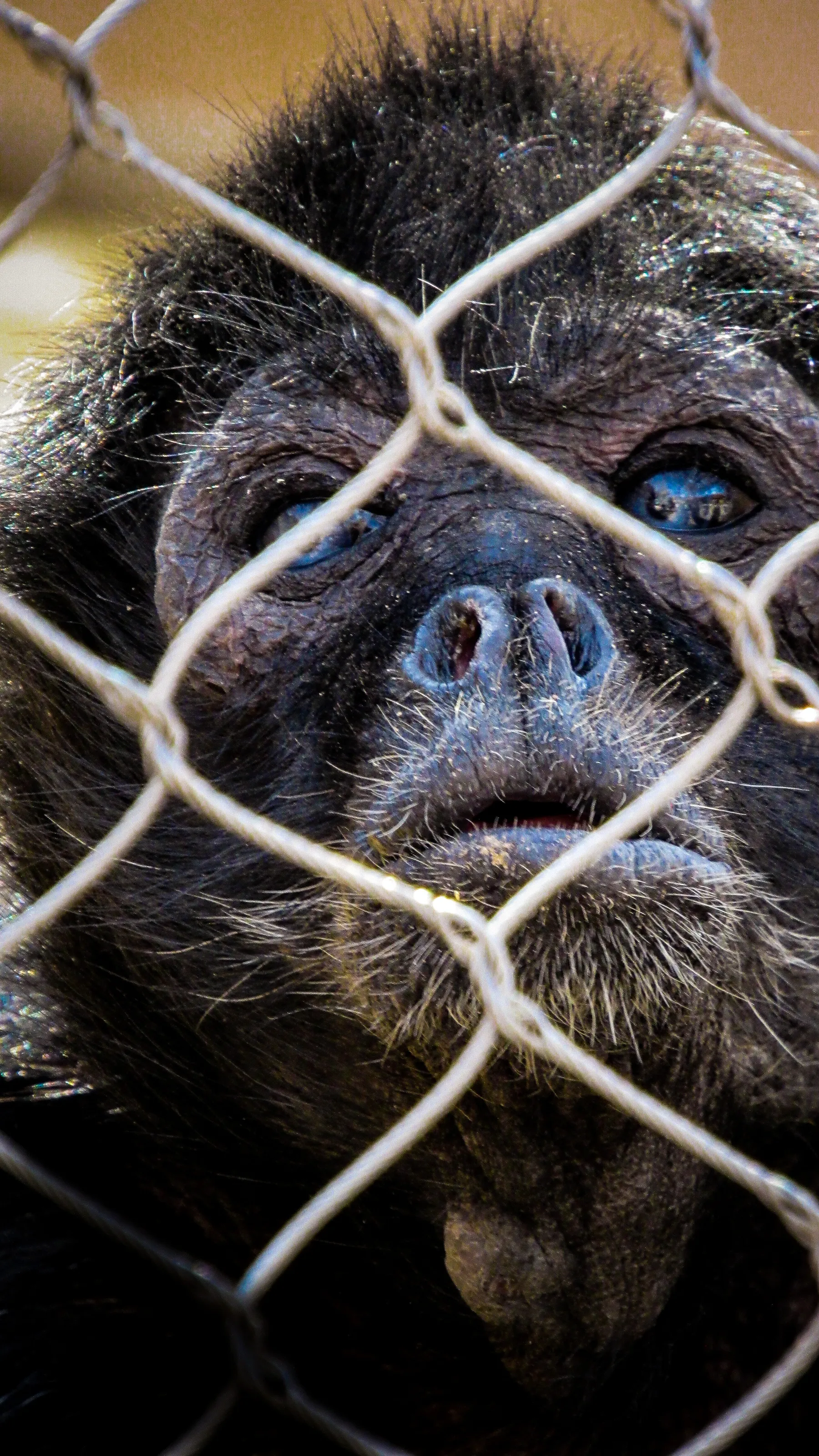 Monkey in a cage