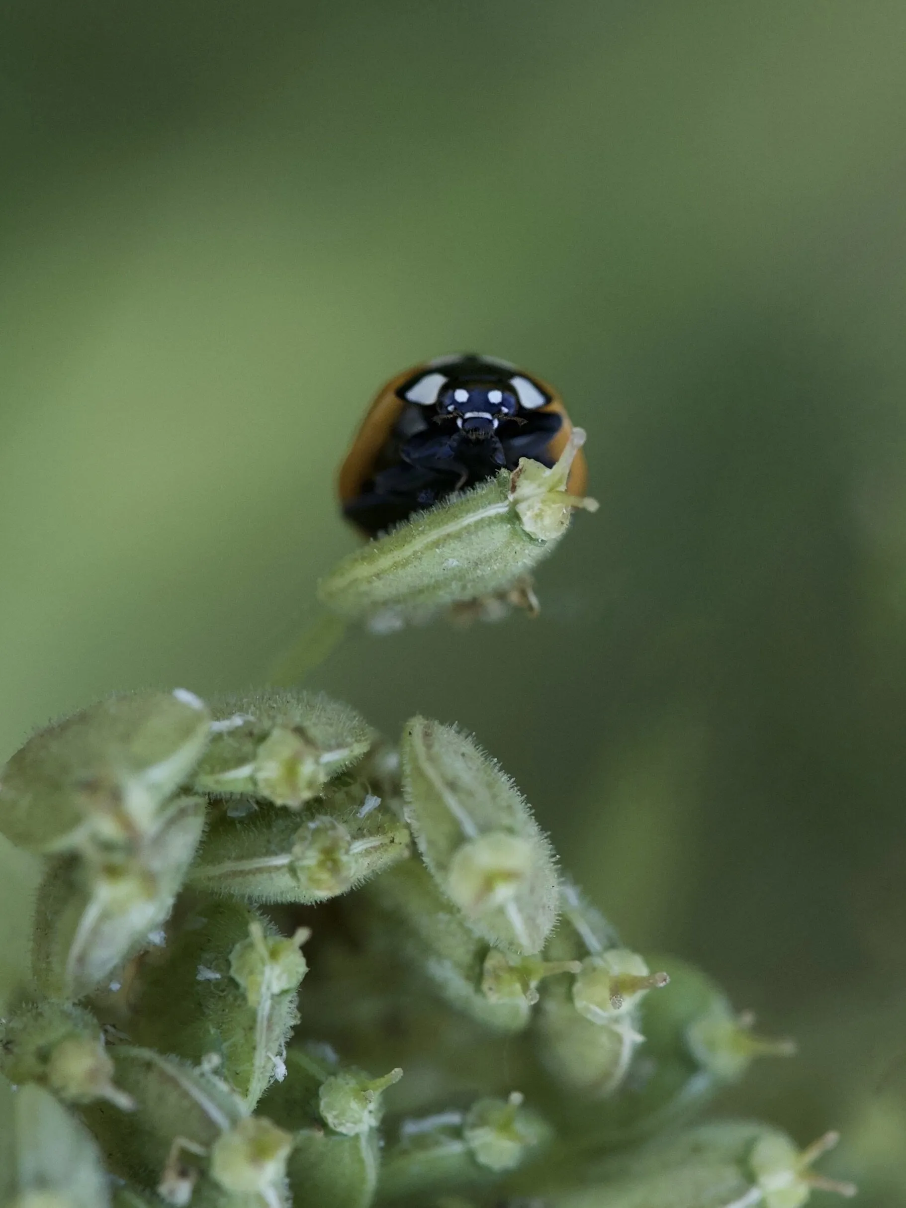 Darth Ladybird