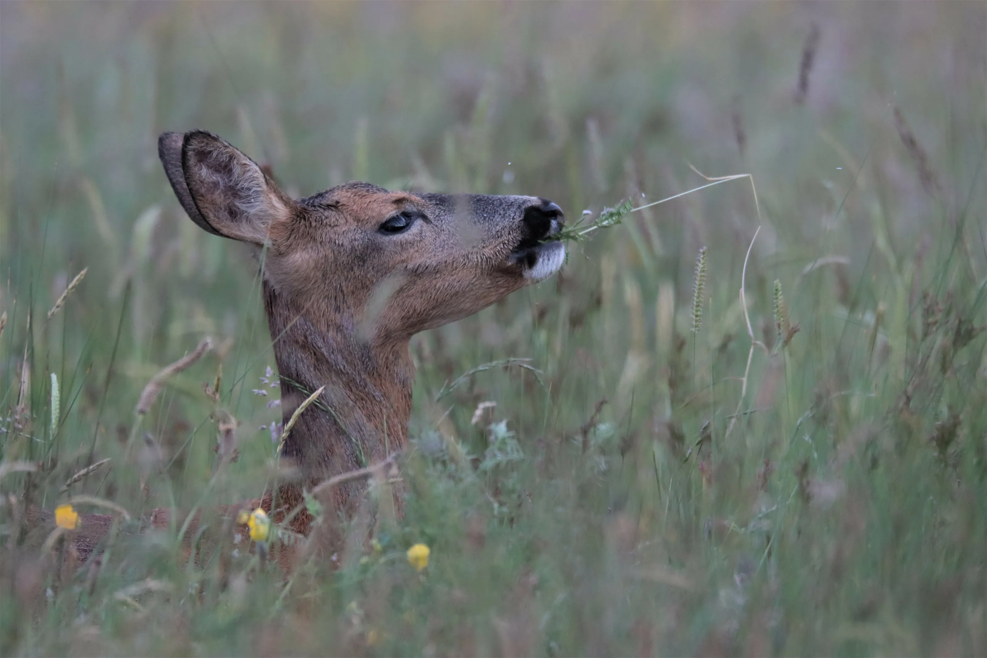 roe deer  having  breakfast