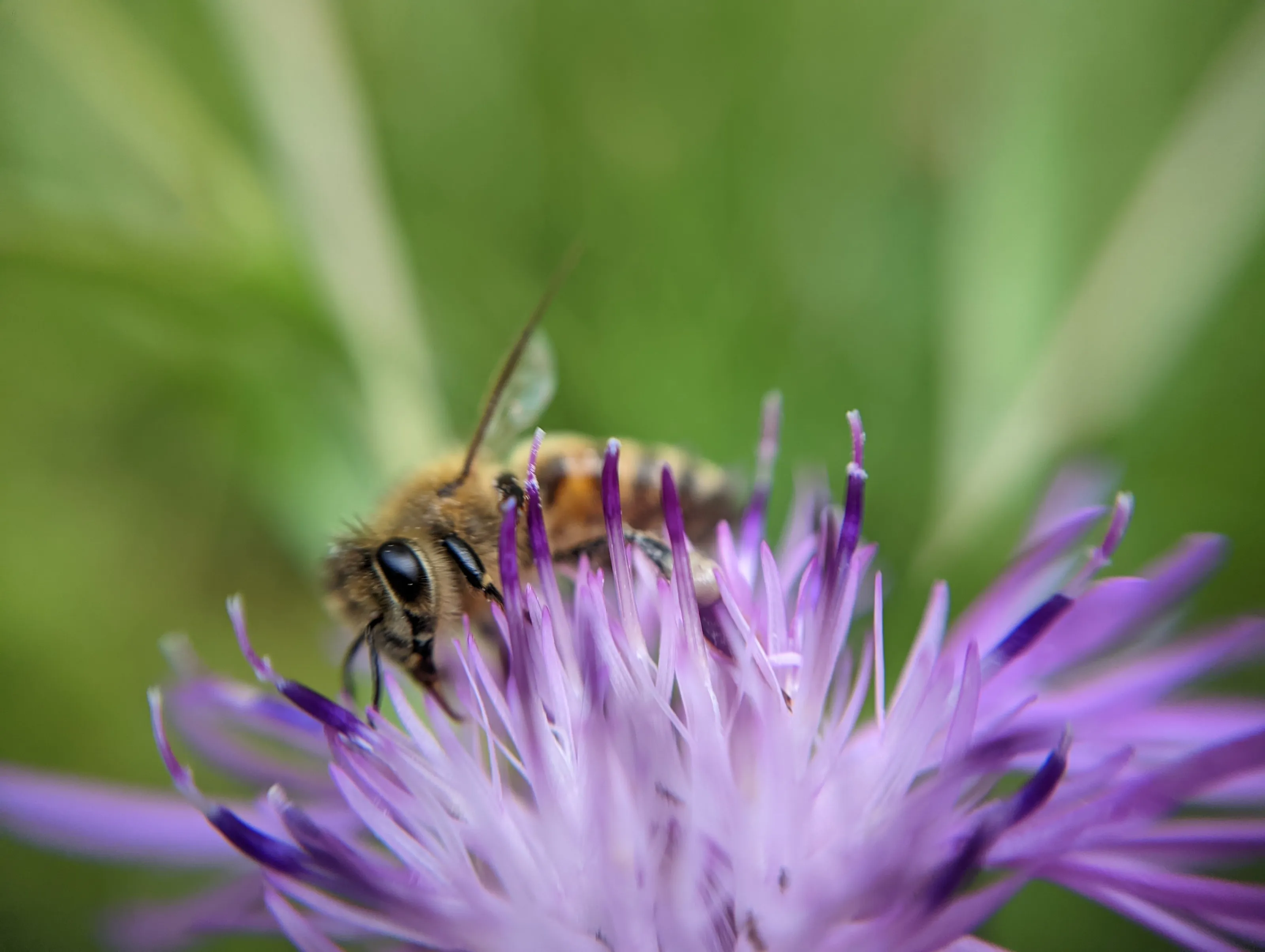 Bee on flower