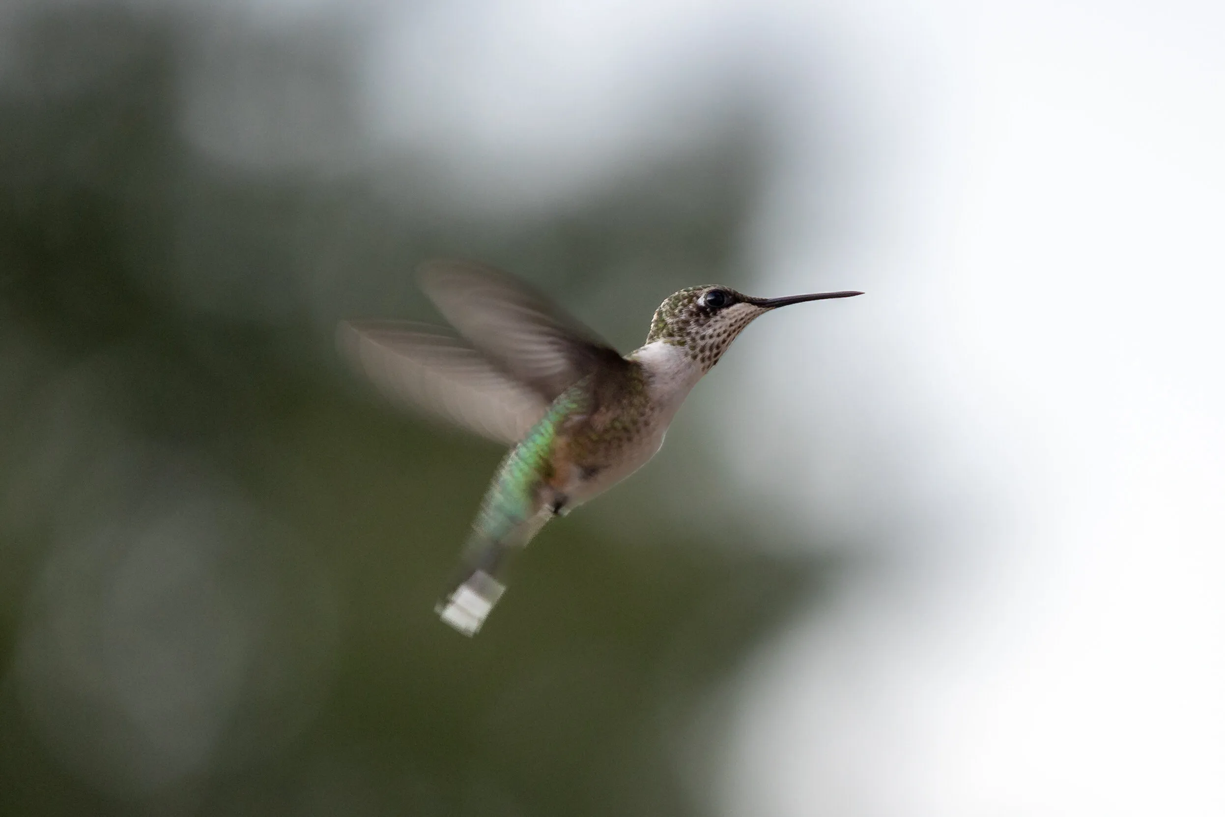 Hummingbird
