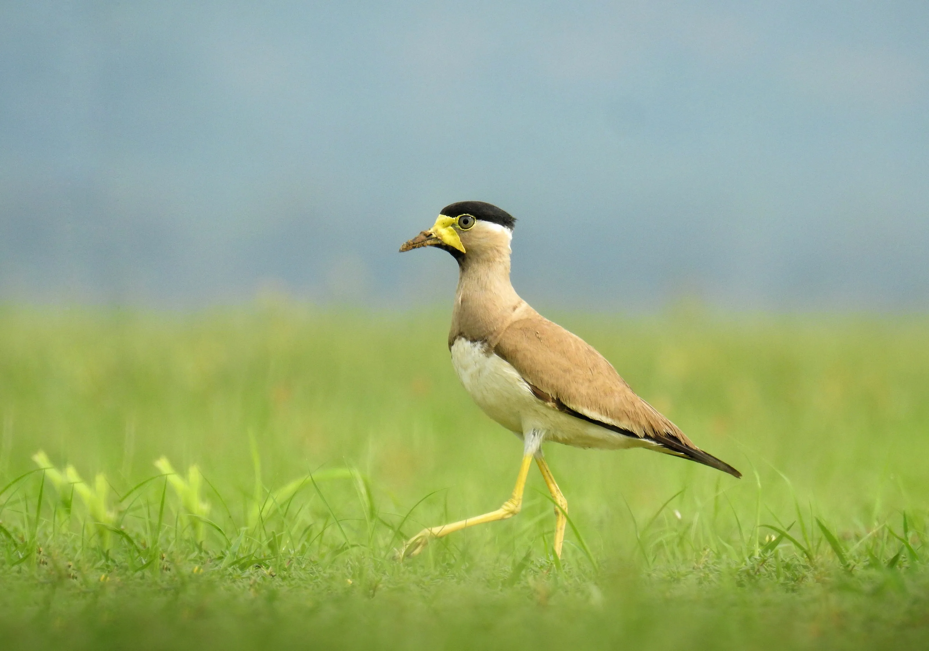 Yellow-wattled Lapwing