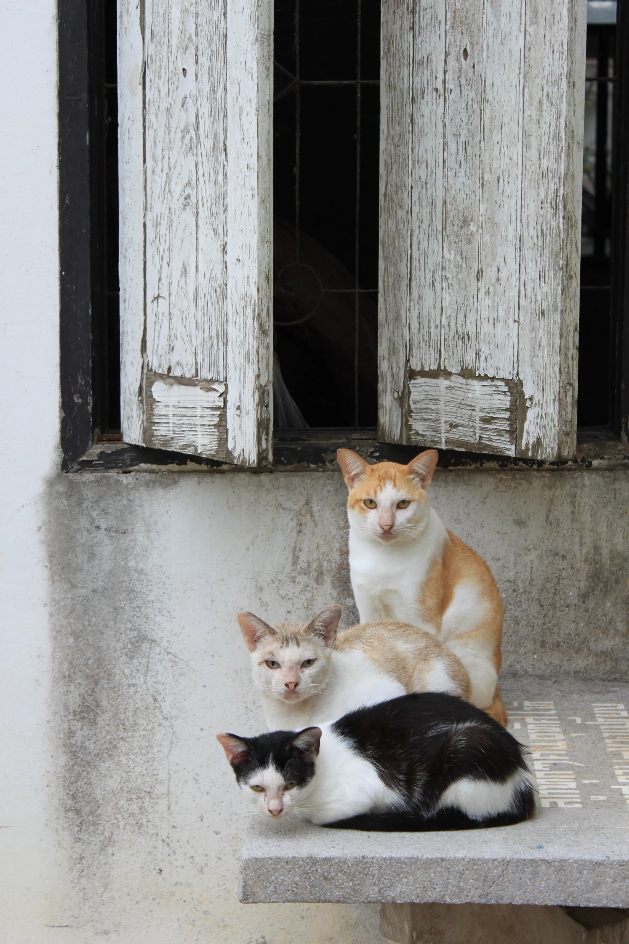 Temple cats