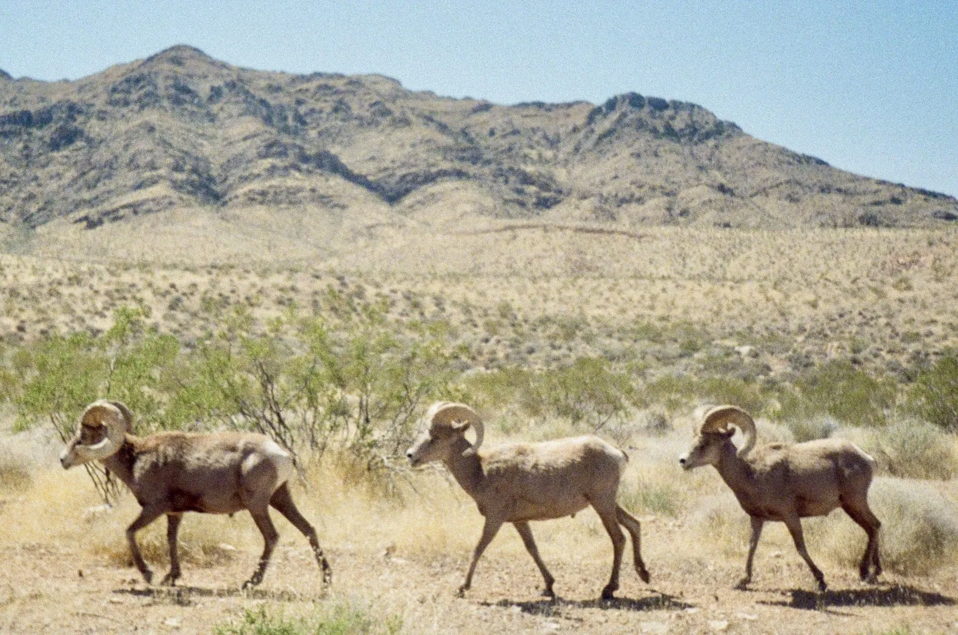 Rams in the 'Valley of Fire'