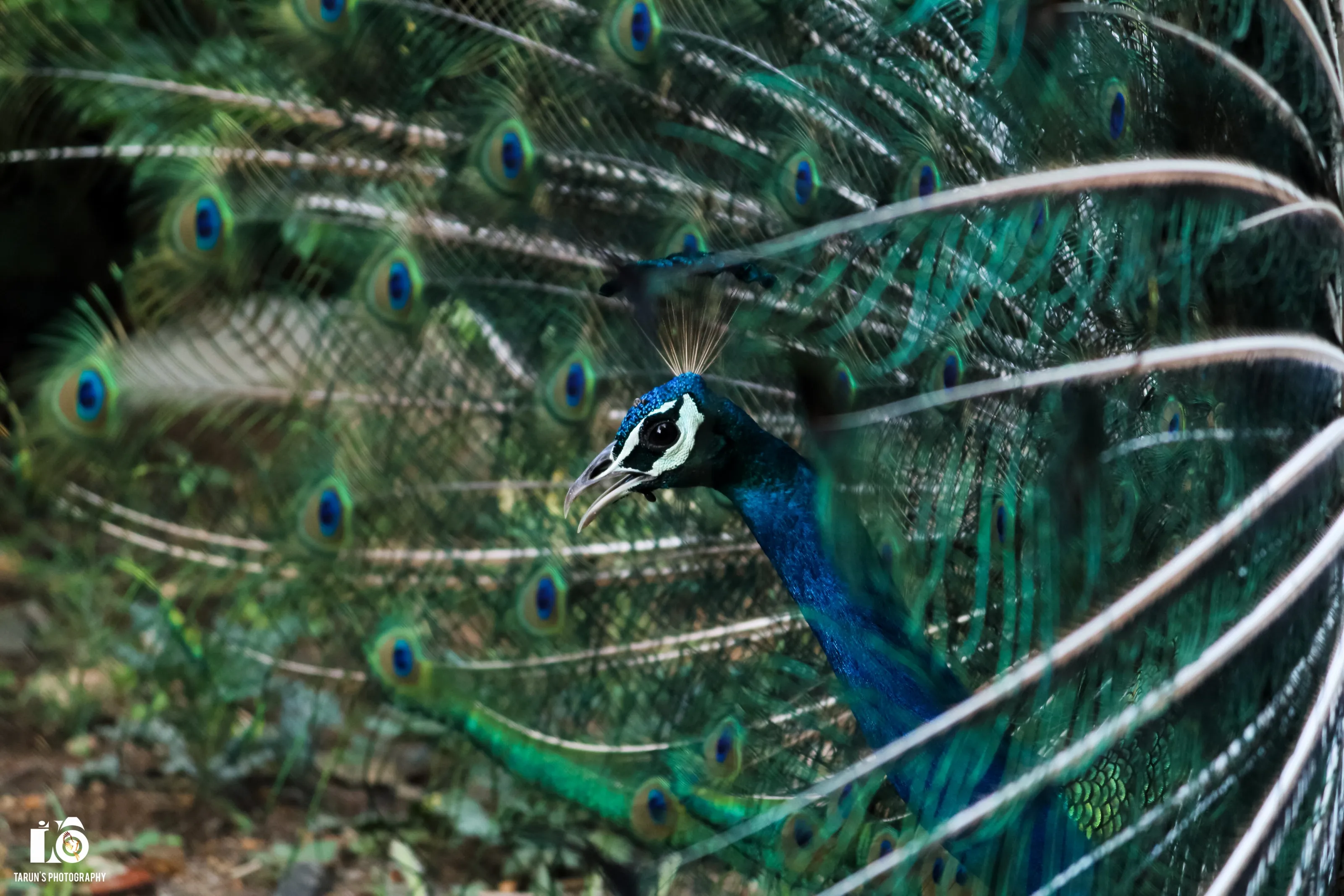 Proud as a Peacock