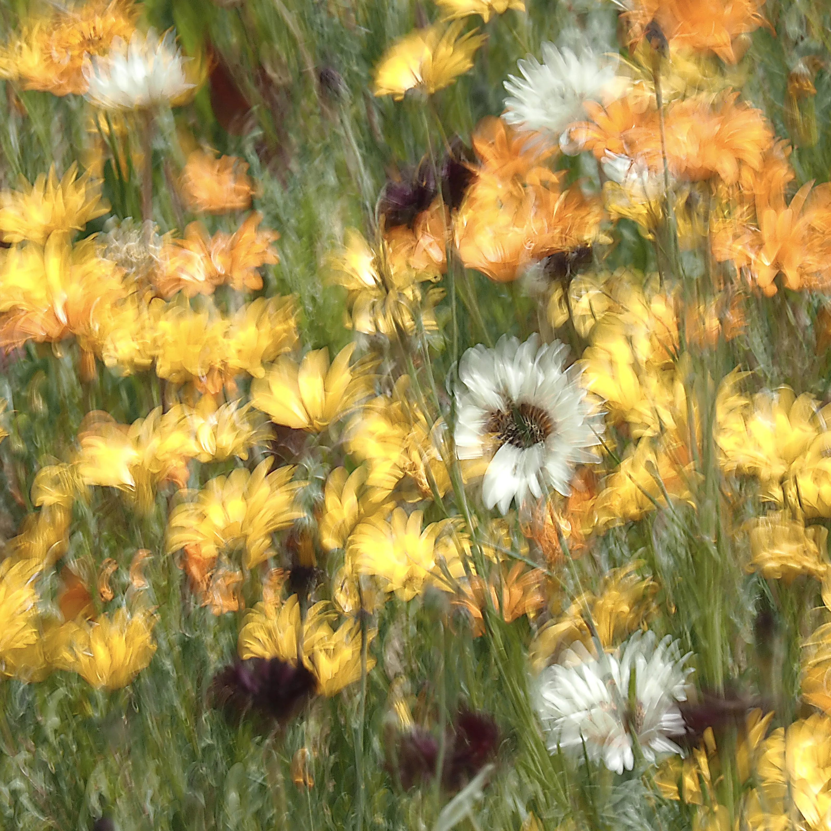 Tower Superbloom Art