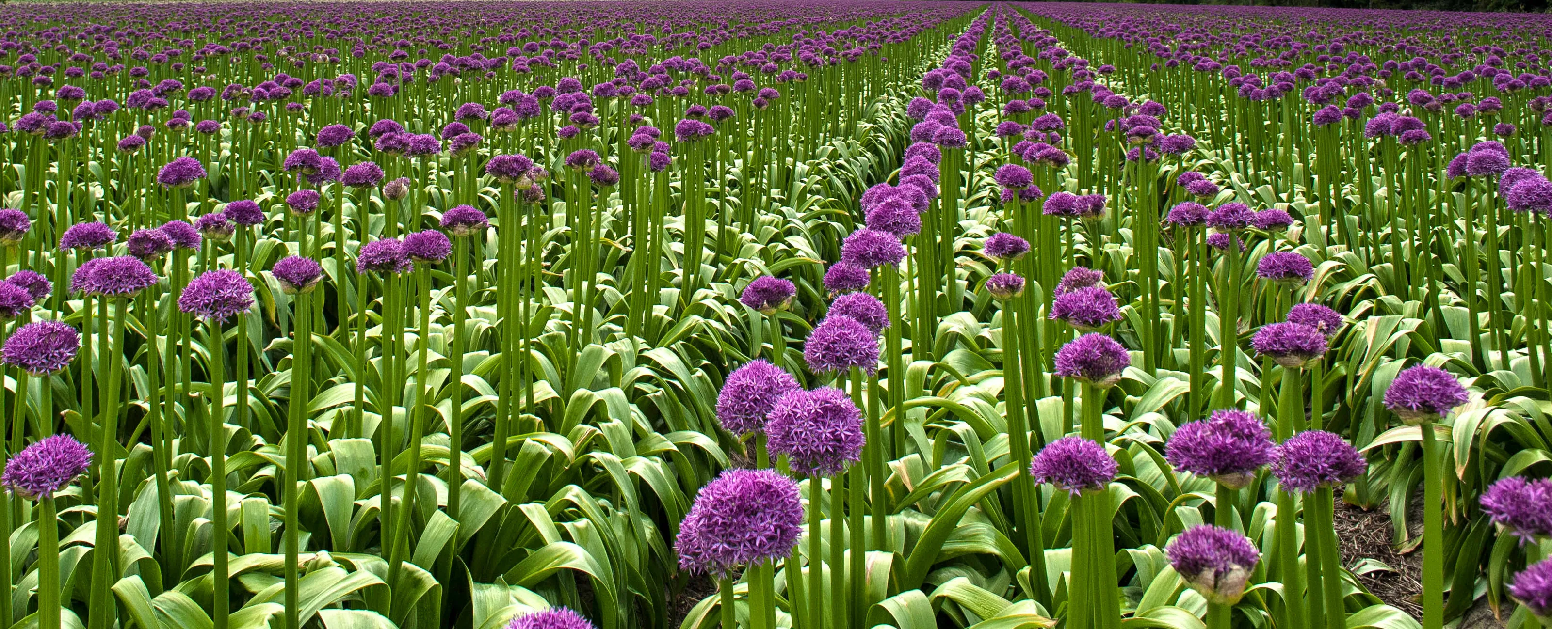 Flower Army