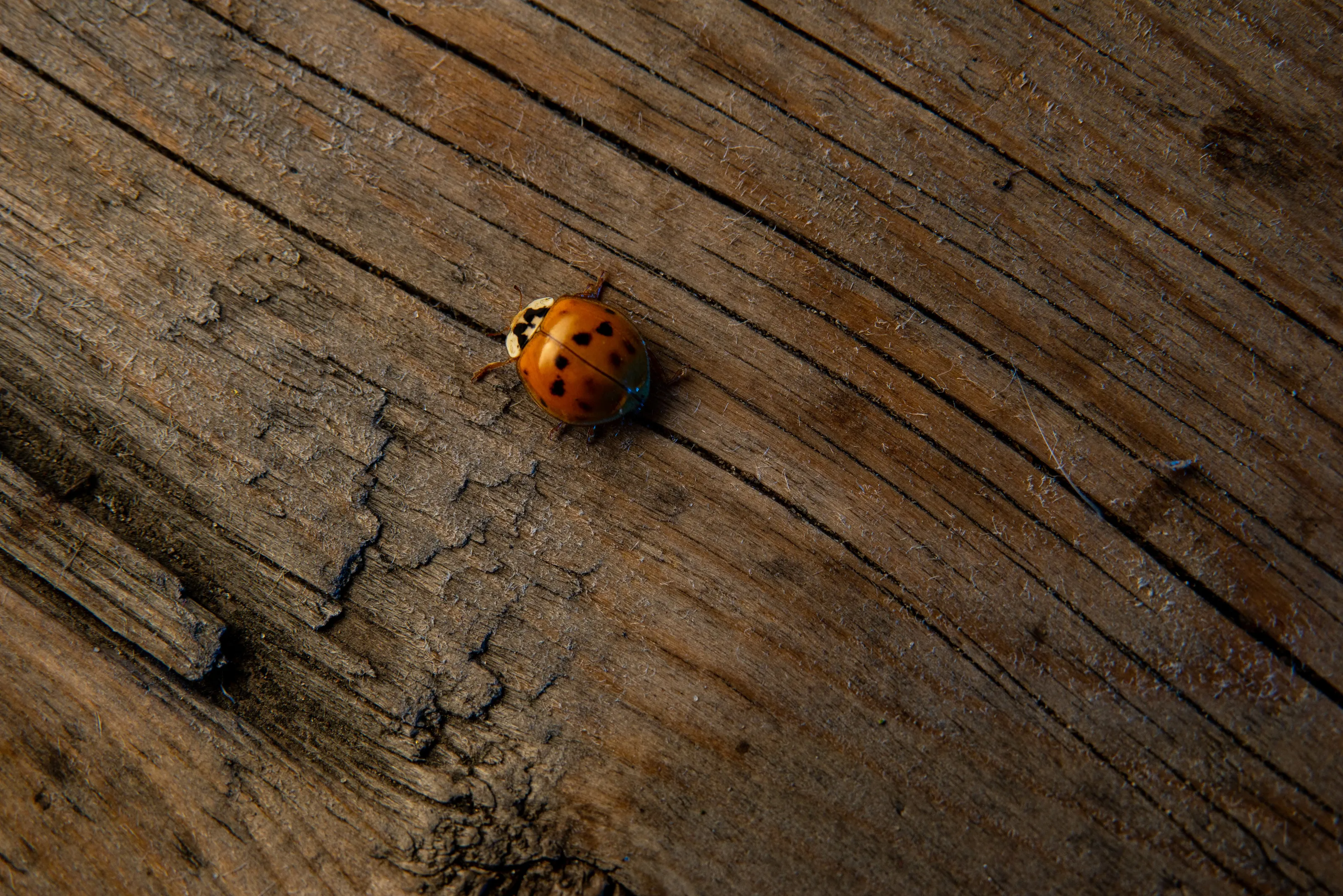lady on wood