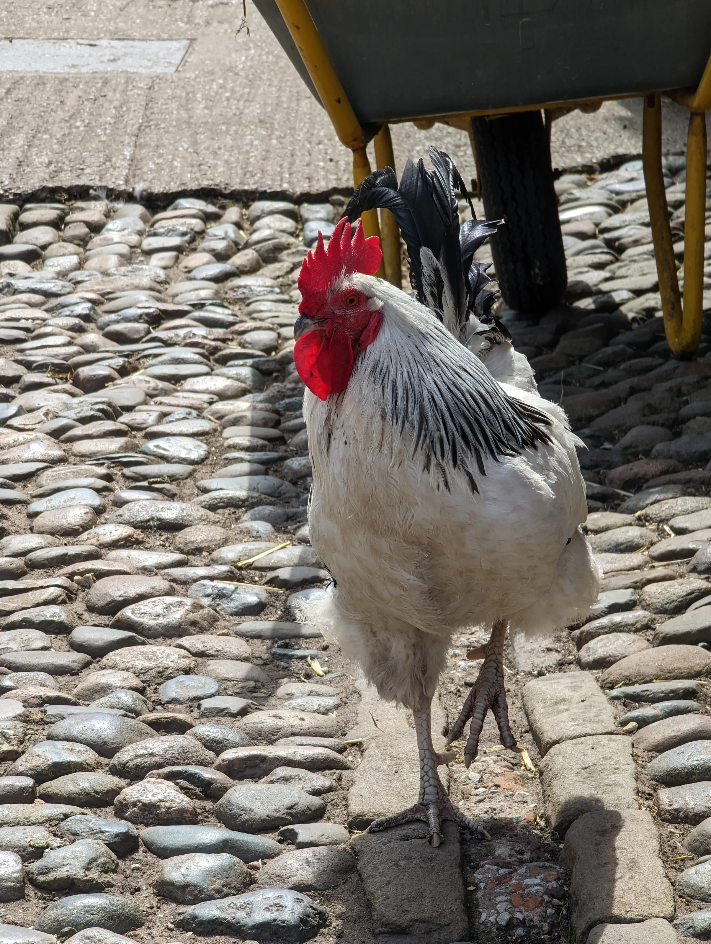Walk that rooster 🐓