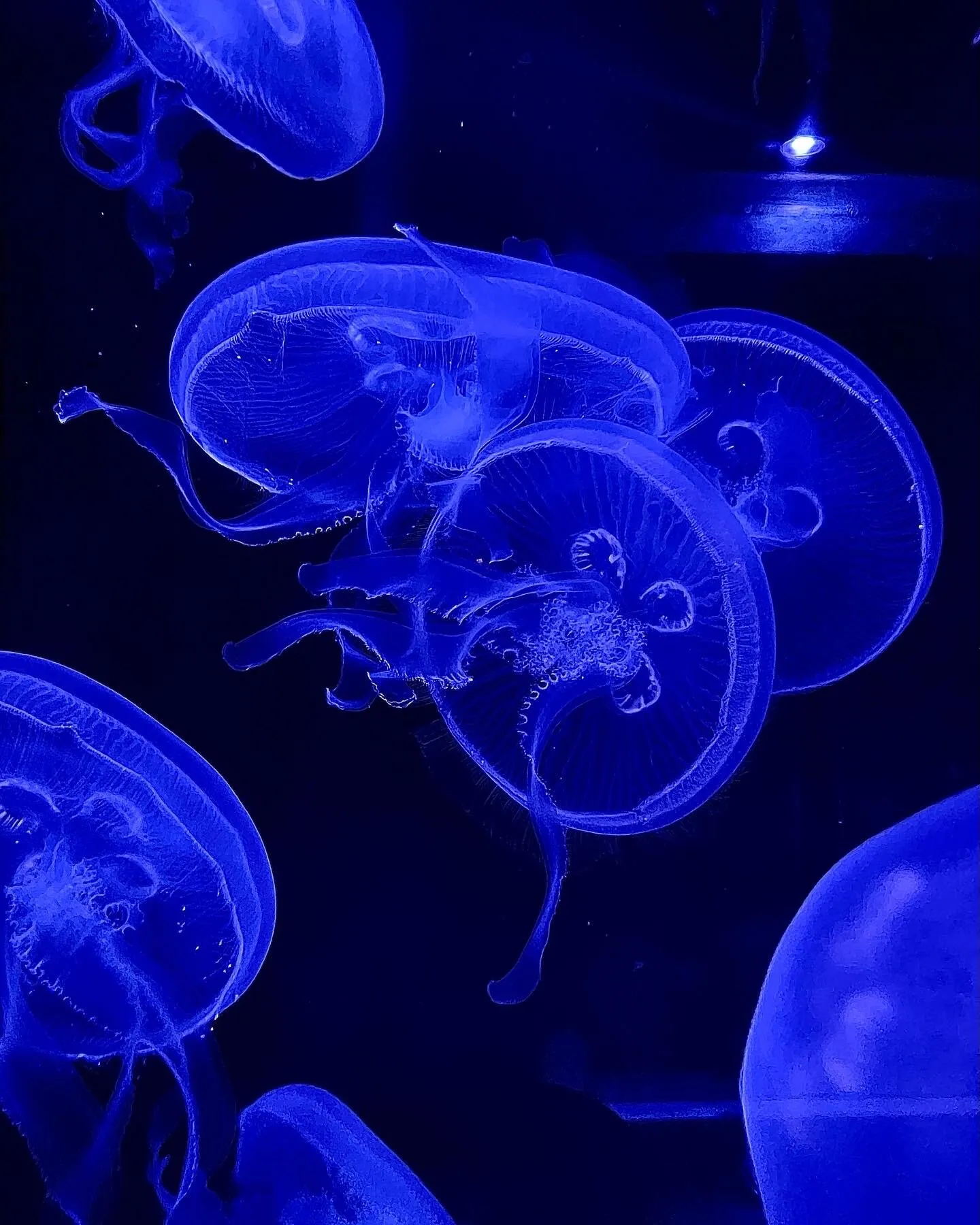 Lights under water