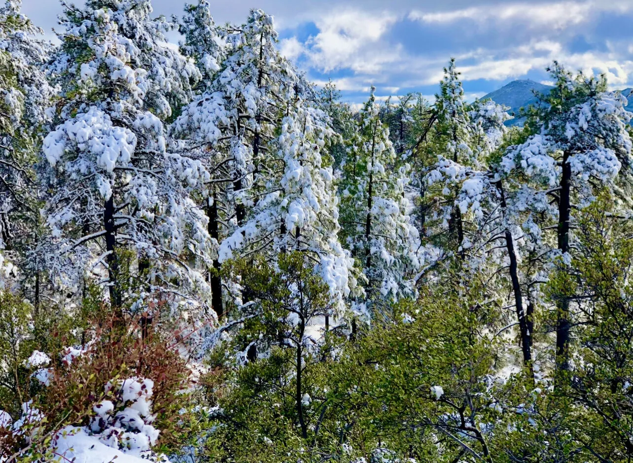 Scenery of Pine Valley