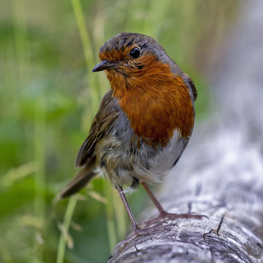 European Robin (Erithacus rubecula)