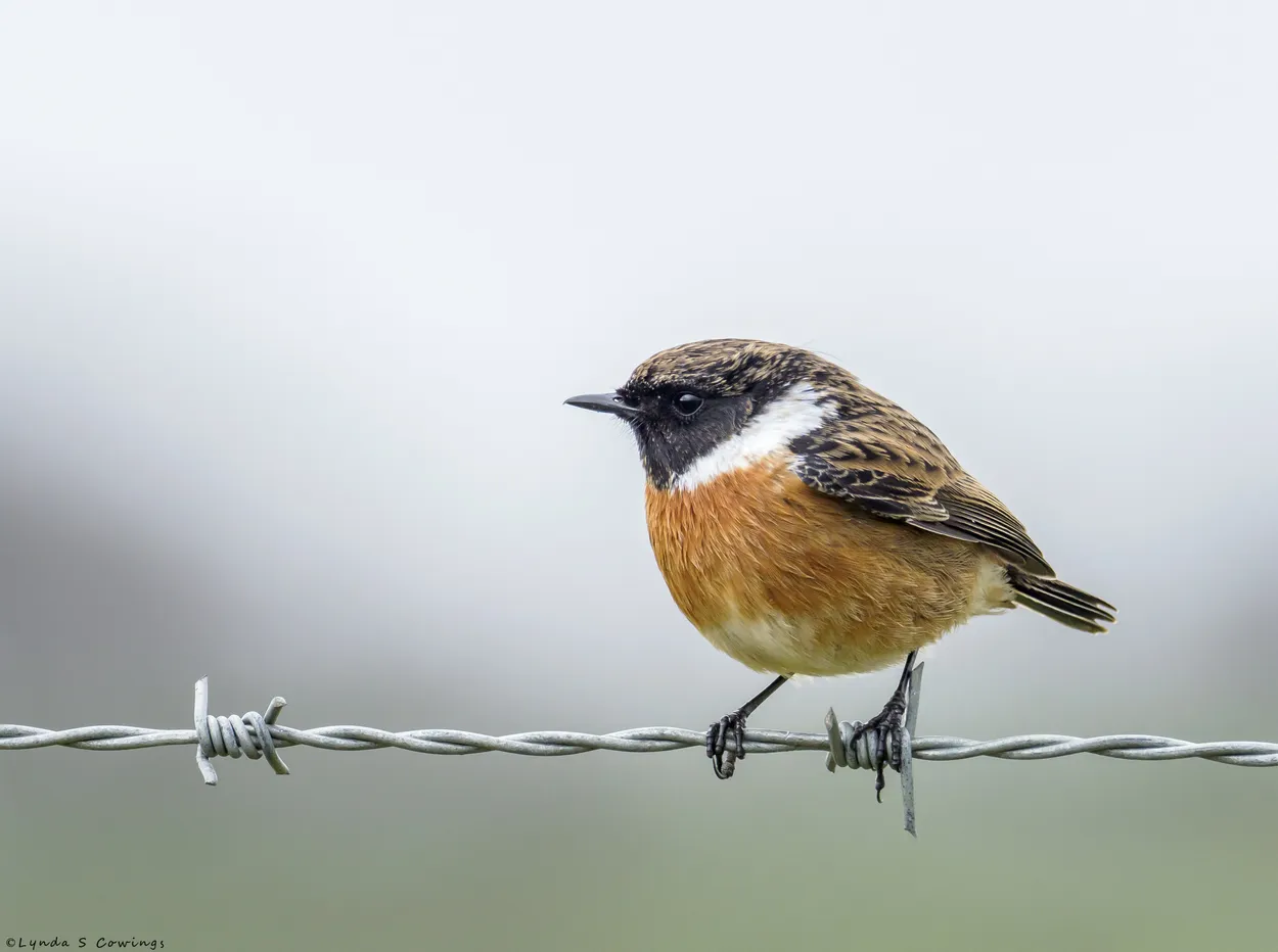 Entry 13475369
