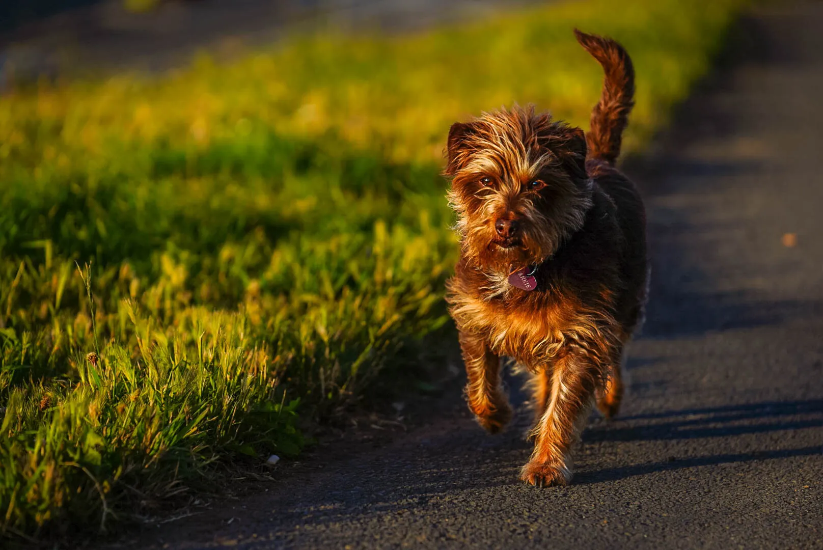 Happy dog