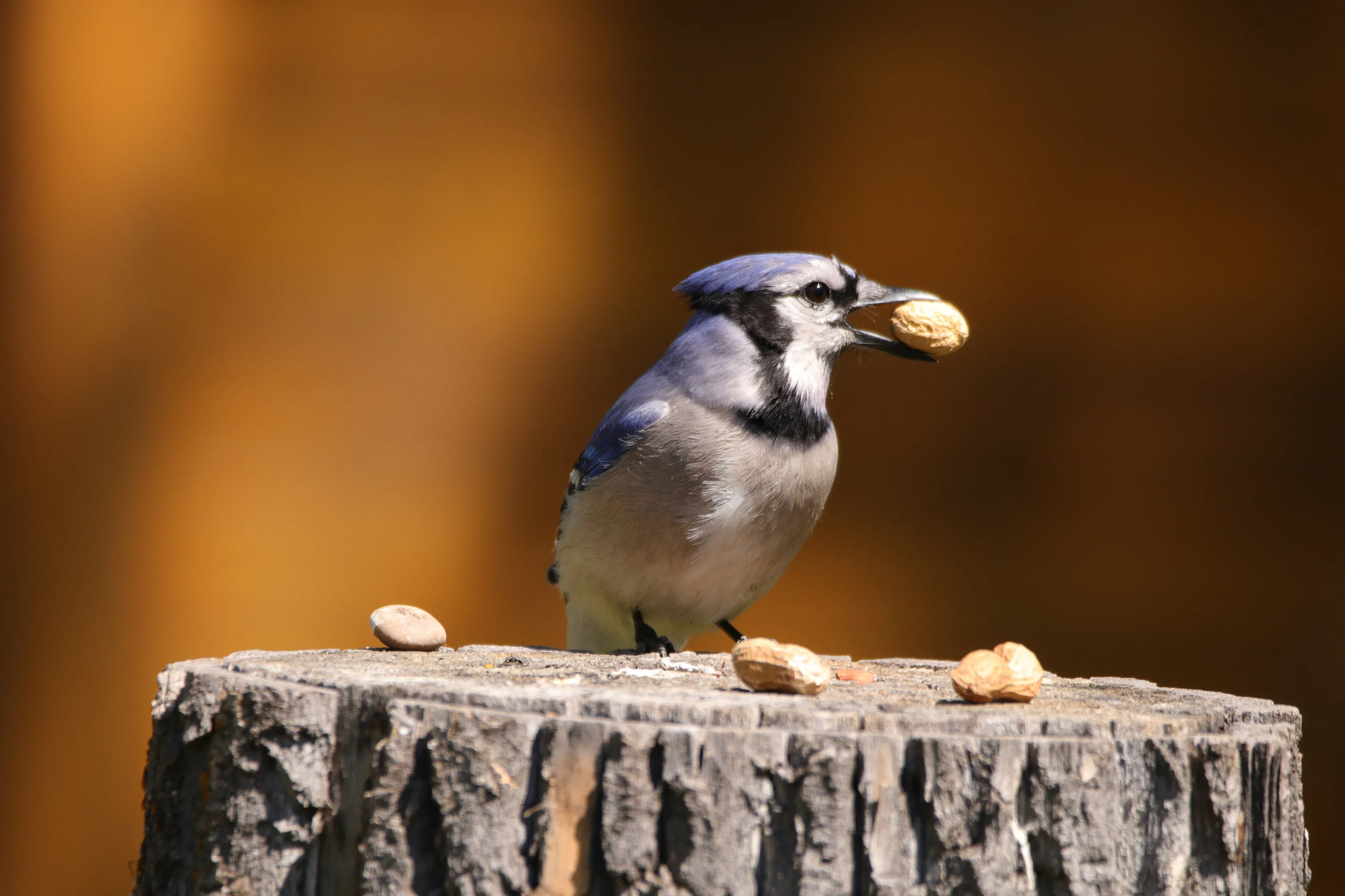 Beautiful Bluejay.