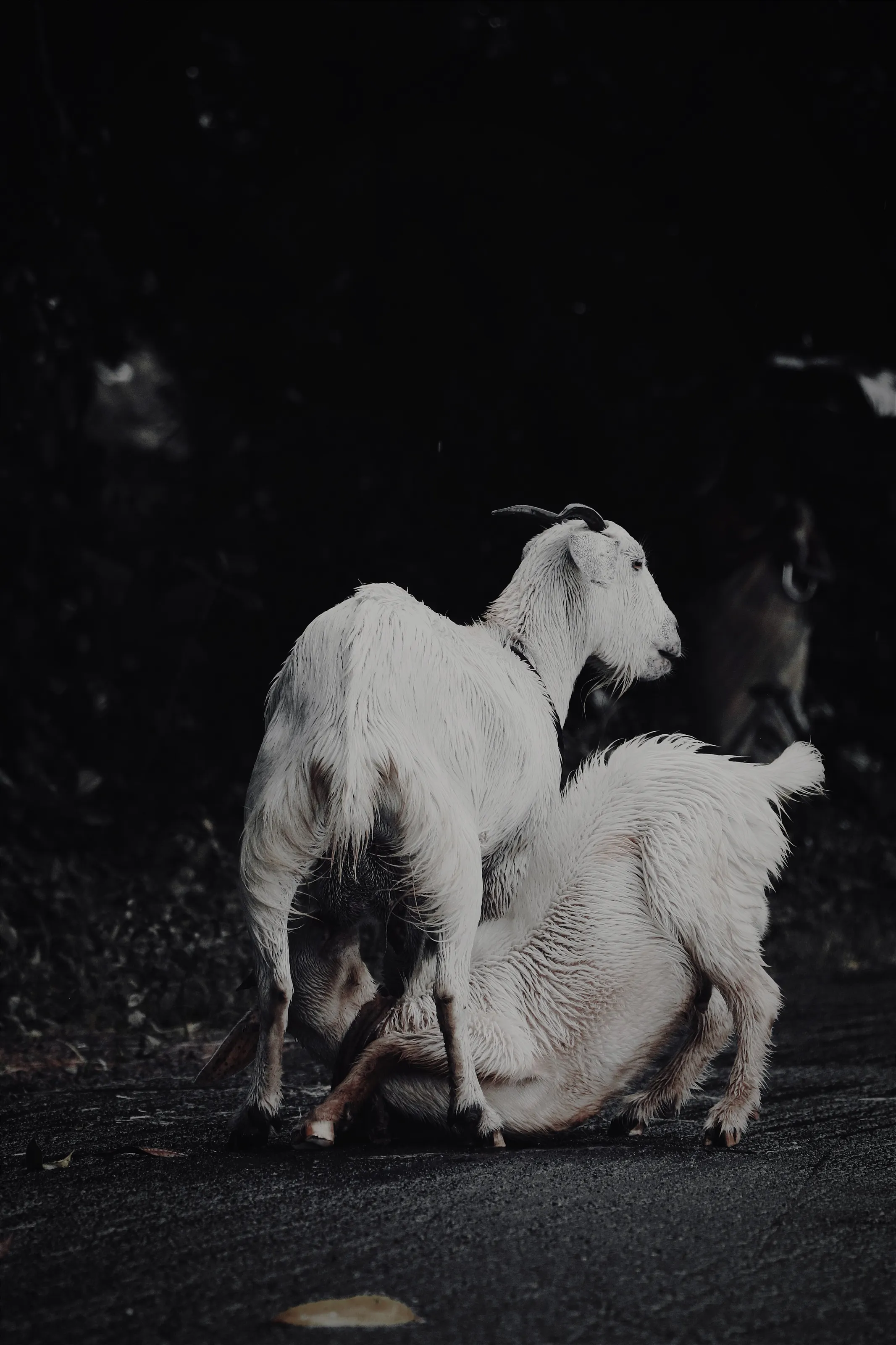Animal love 🖤