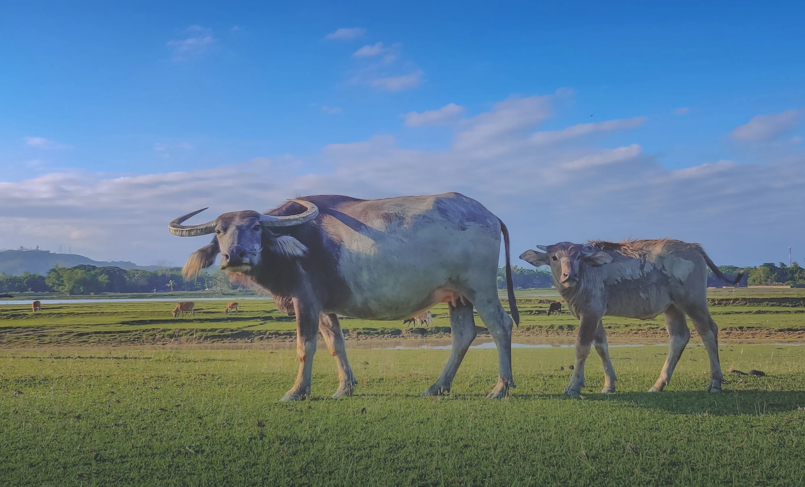 Water buffaloe and calf ( Bubalus bubalis )