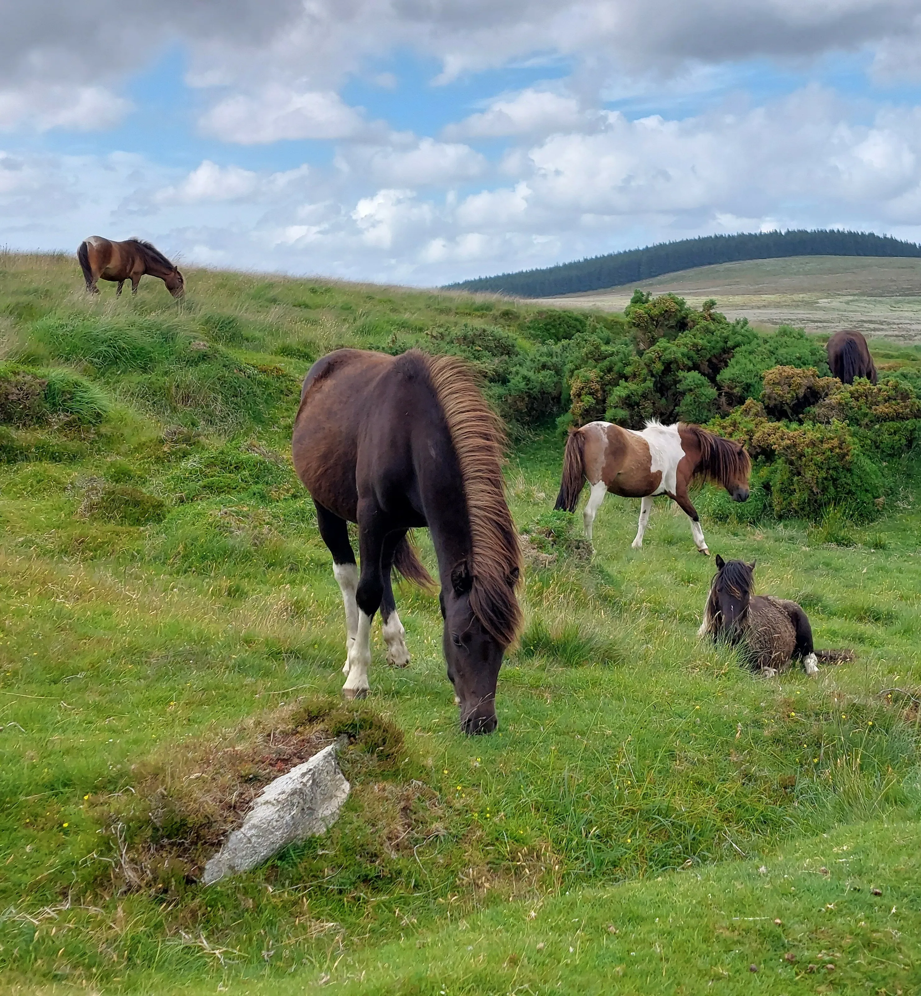 Exmore Ponies