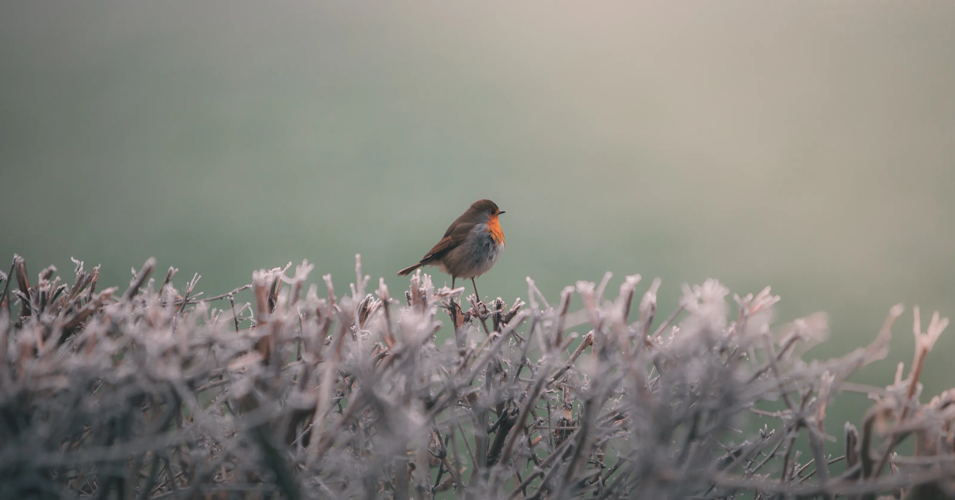 Robin on a Frosty Hedgerow