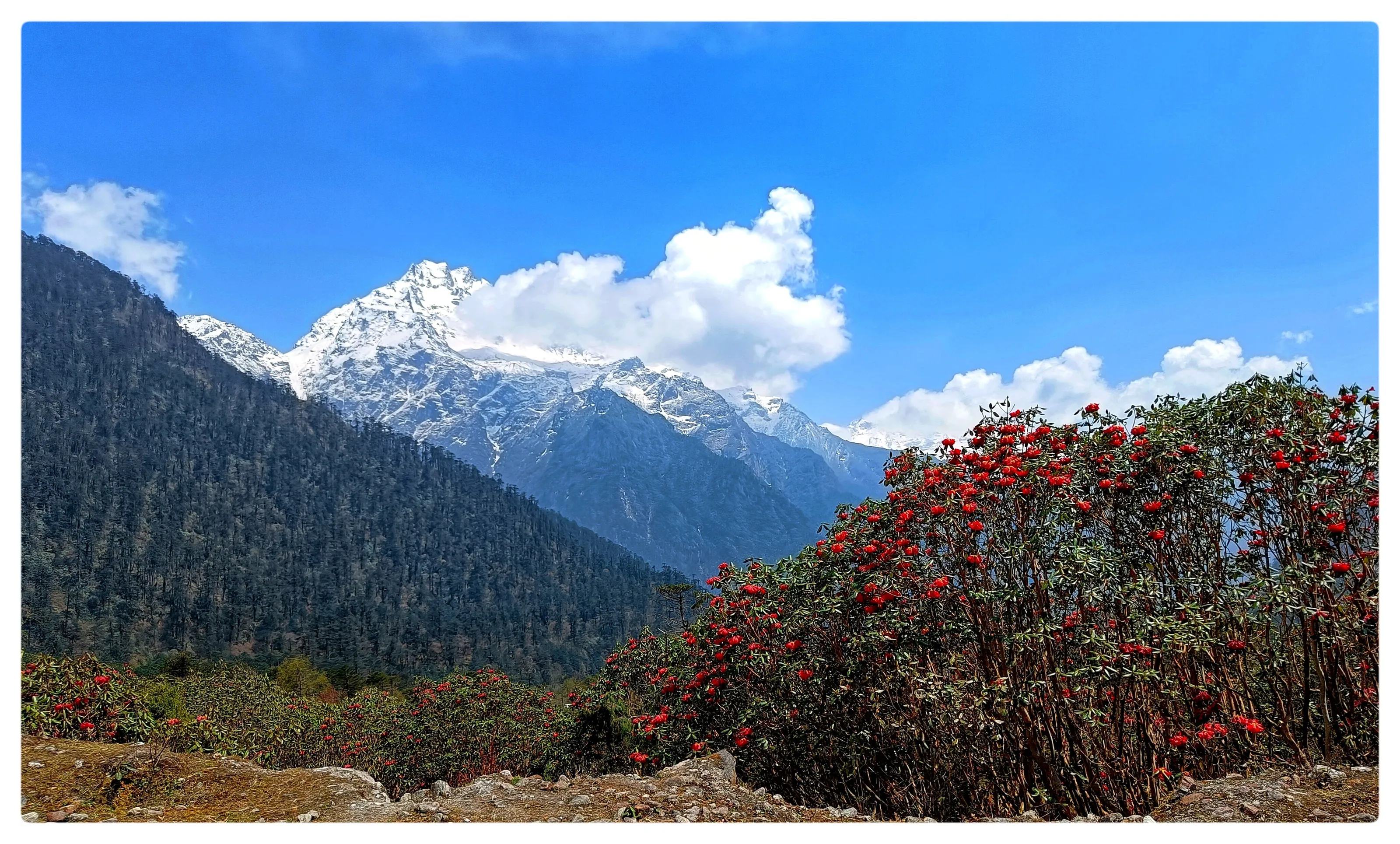 Scintillating Sikkim