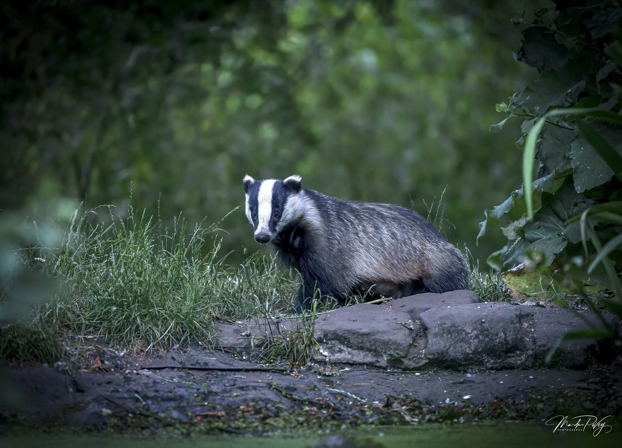 Badger