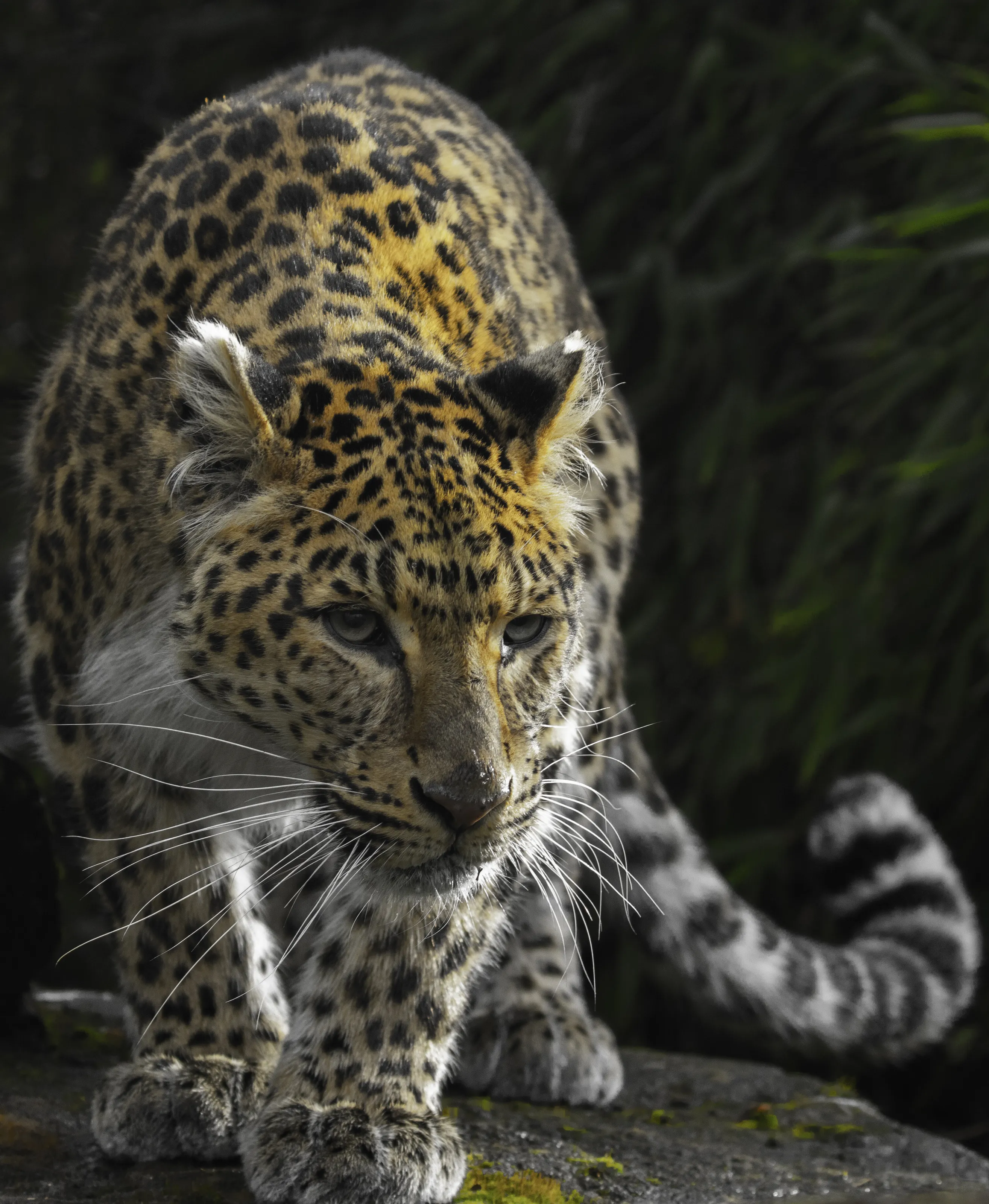 Stalk