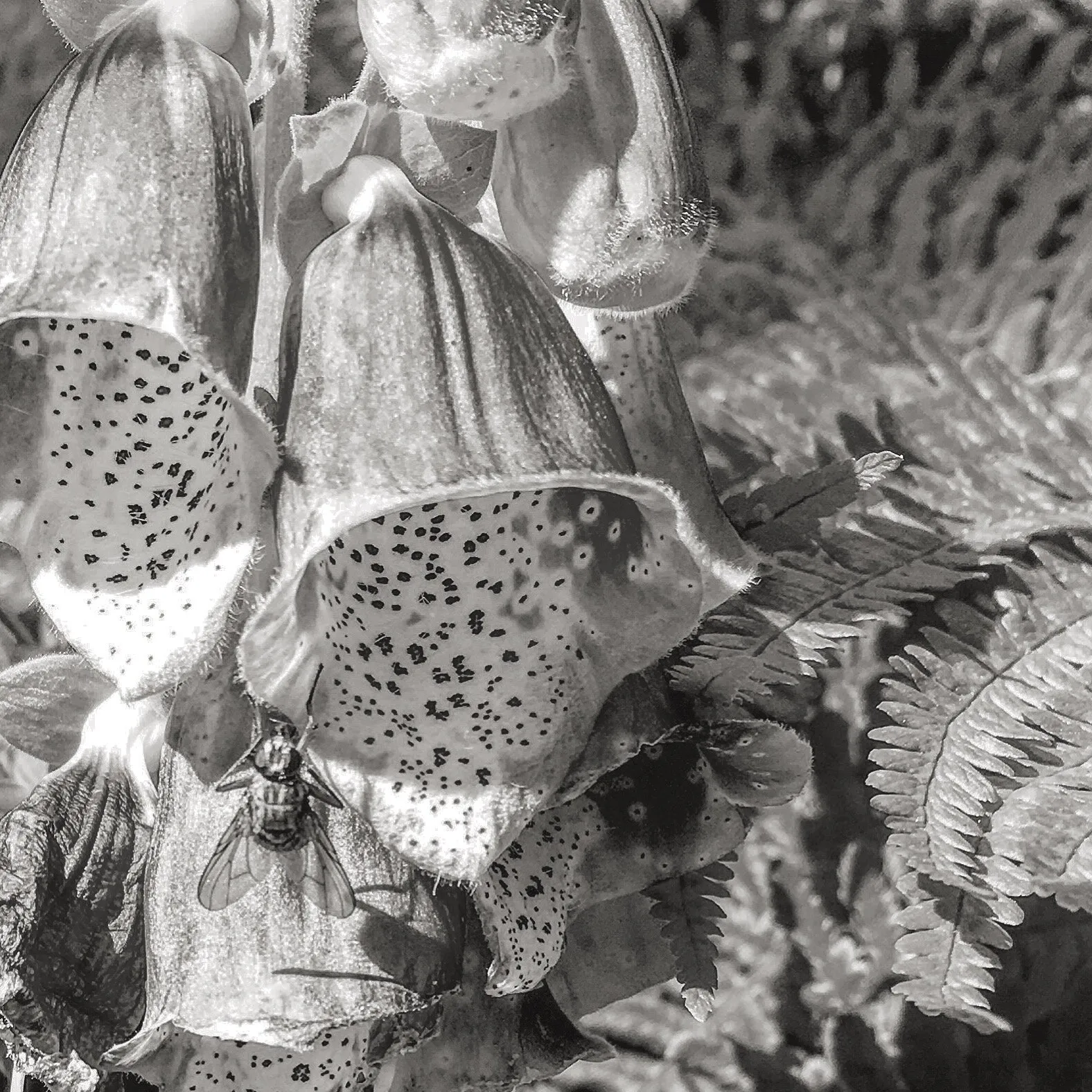 Fly on foxglove